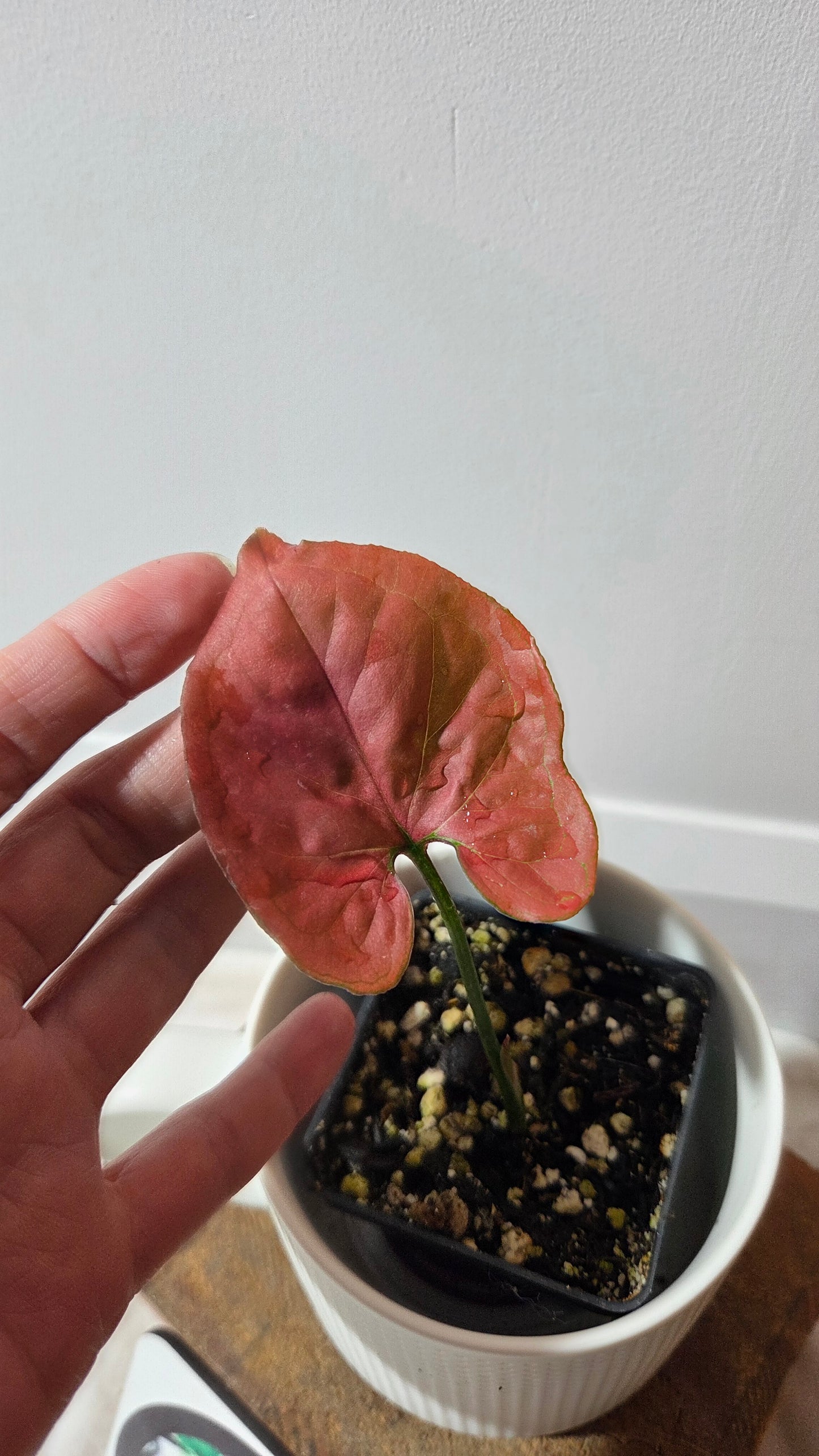 Syngonium Orm Nak Red (SYN-495)