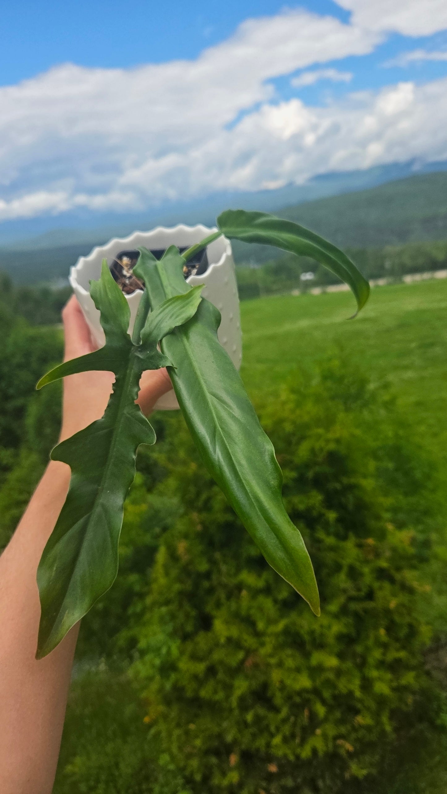Philodendron Eternel Sky  /(Barrosoanum X Tortum) (PHI-935)
