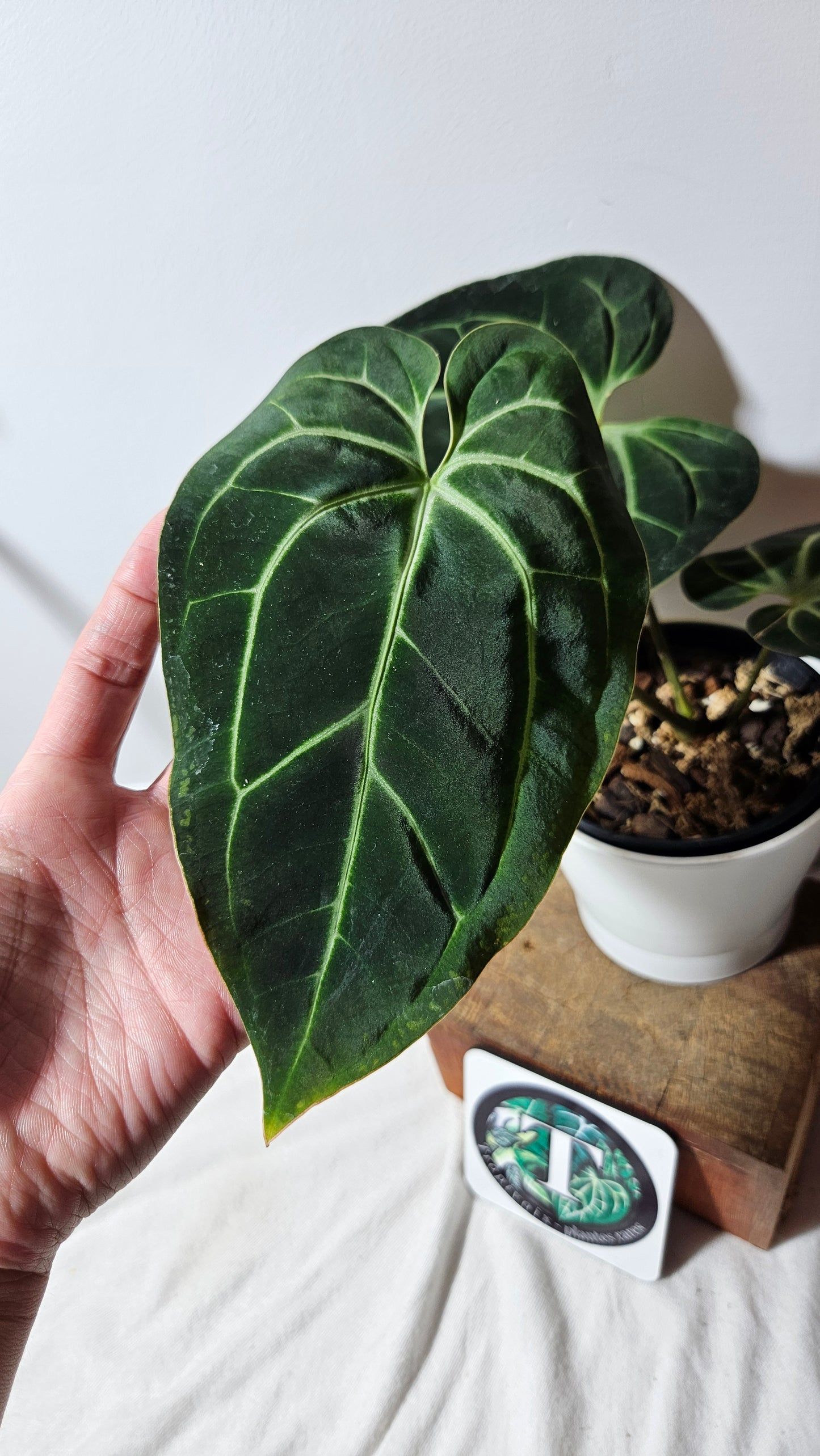 Anthurium Besseae Aff Super Round "Format MOYEN" (ANT-207)