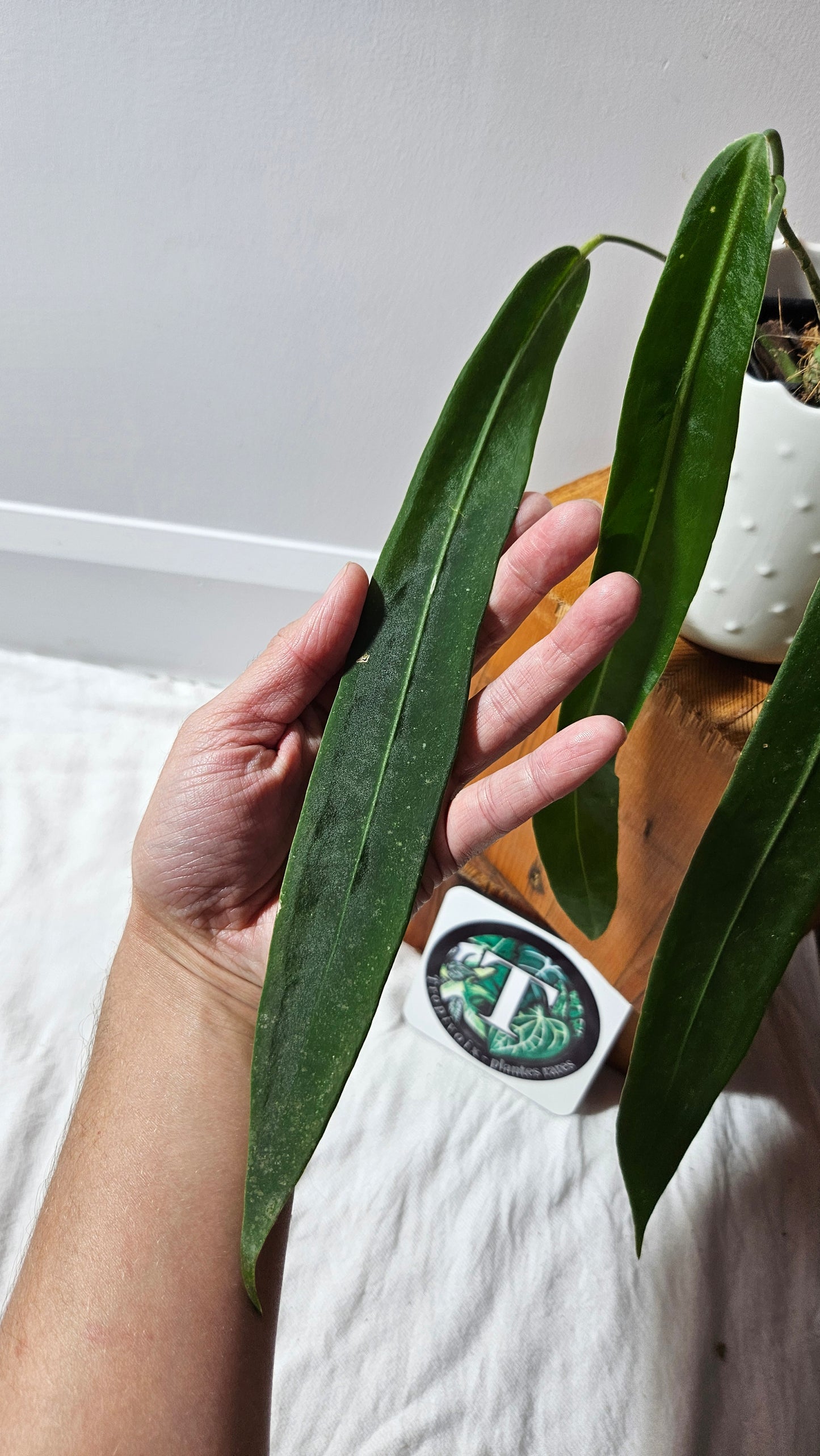 Anthurium Pallidiflorum "format MOYEN/LARGE"(ANT-600)