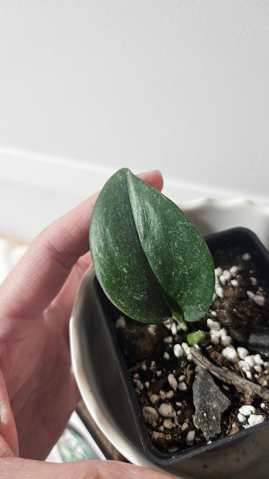 Scindapsus Treubii Galaxy (SCI-934)