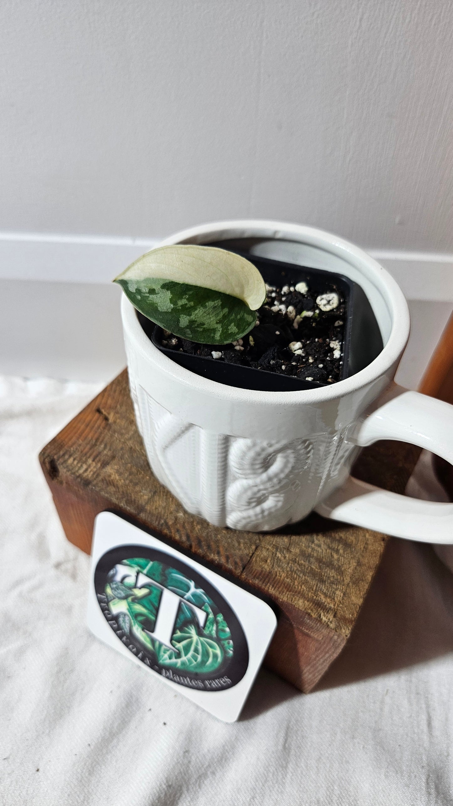 Scindapsus Mayari (SCI-1297)