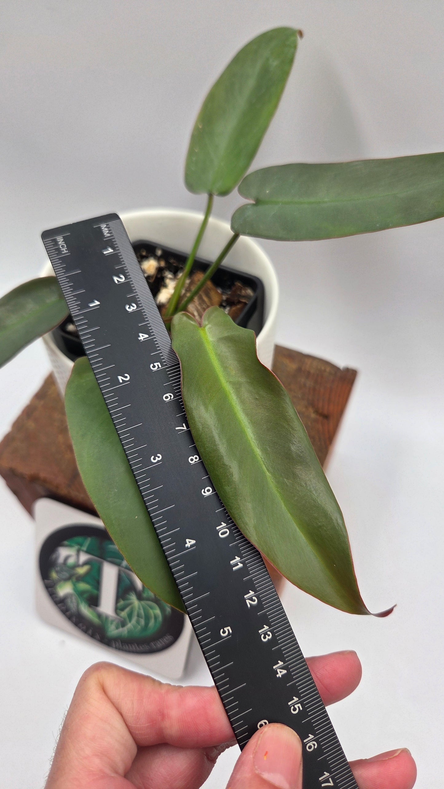 Philodendron Atabenpoense (PHI-1030)