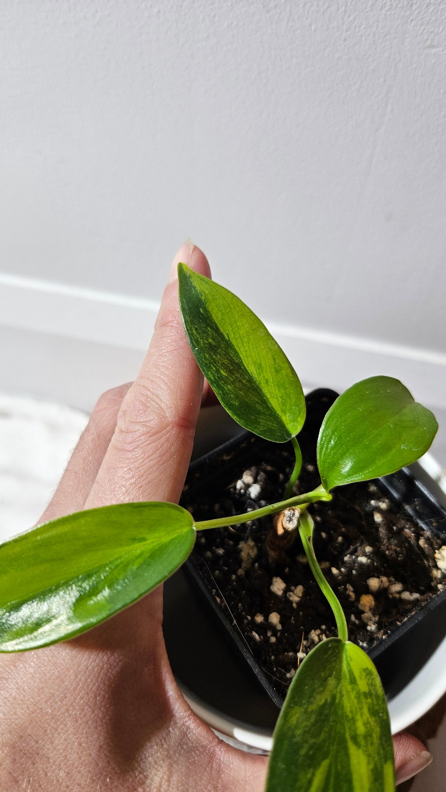 Philodendron Florida Beauty (PHI-940)