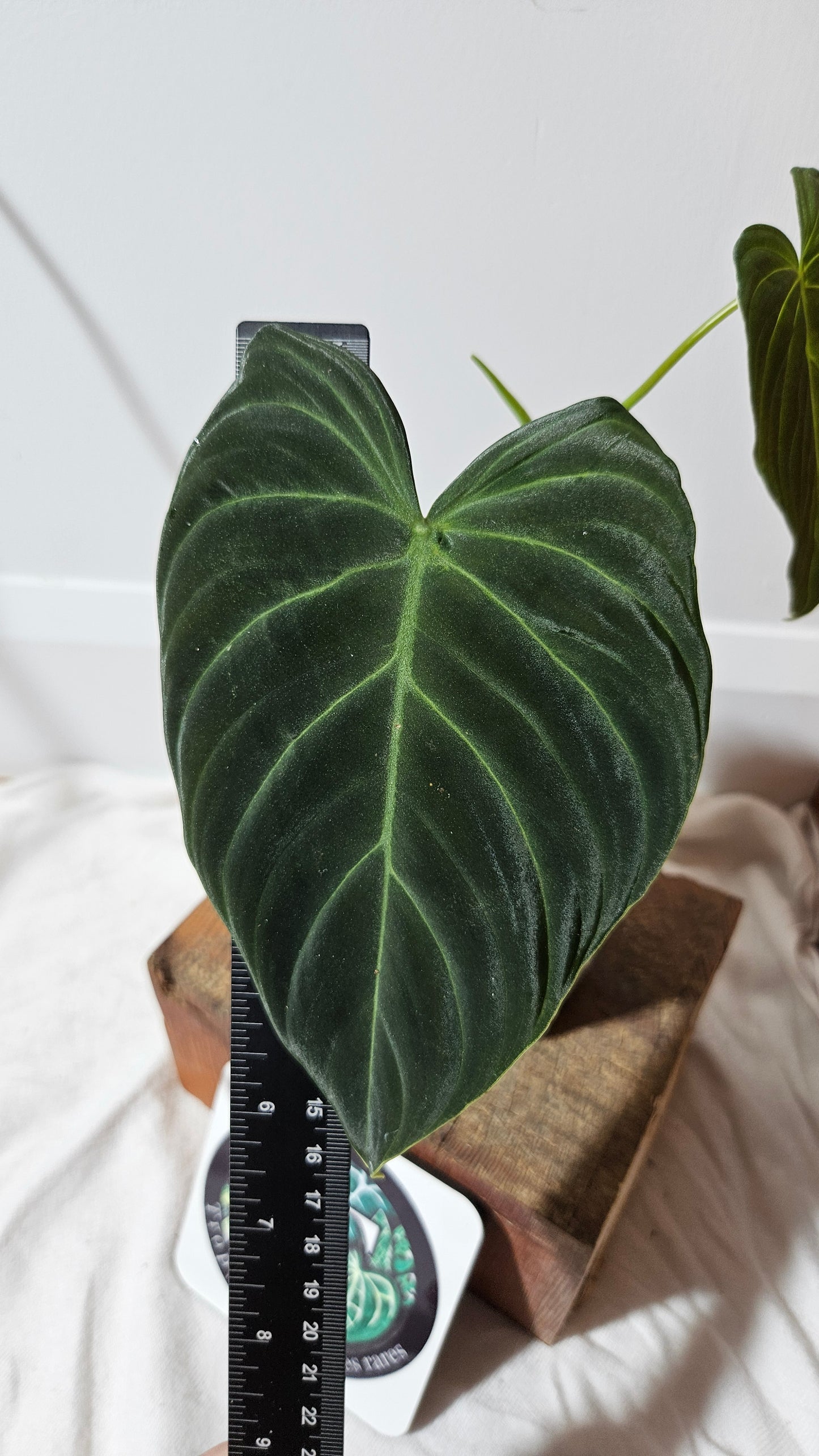 Philodendron Splendide (PHI-590)