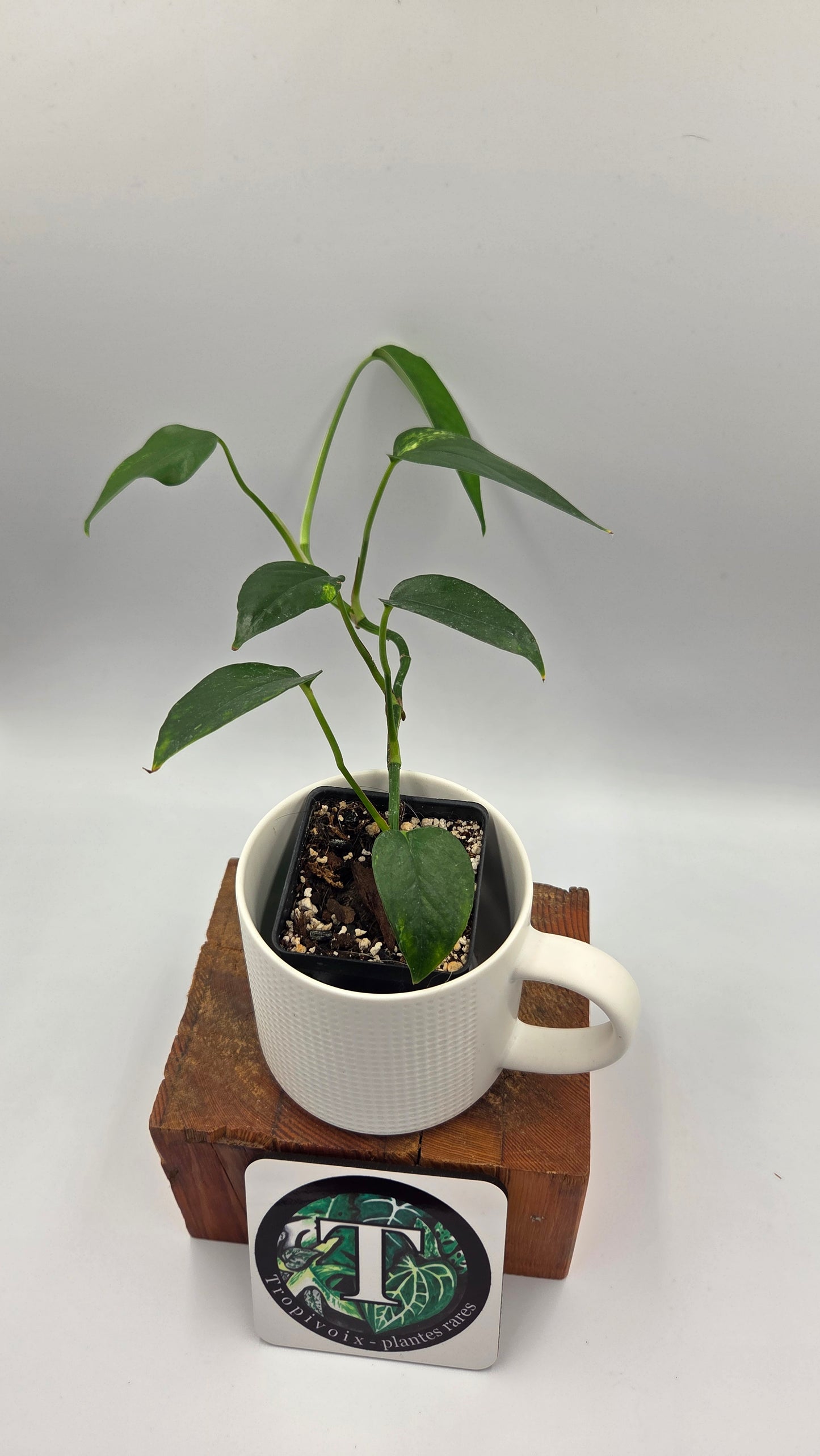 Epipremnum pinnatum Yellow Sunrise (EPI-244)