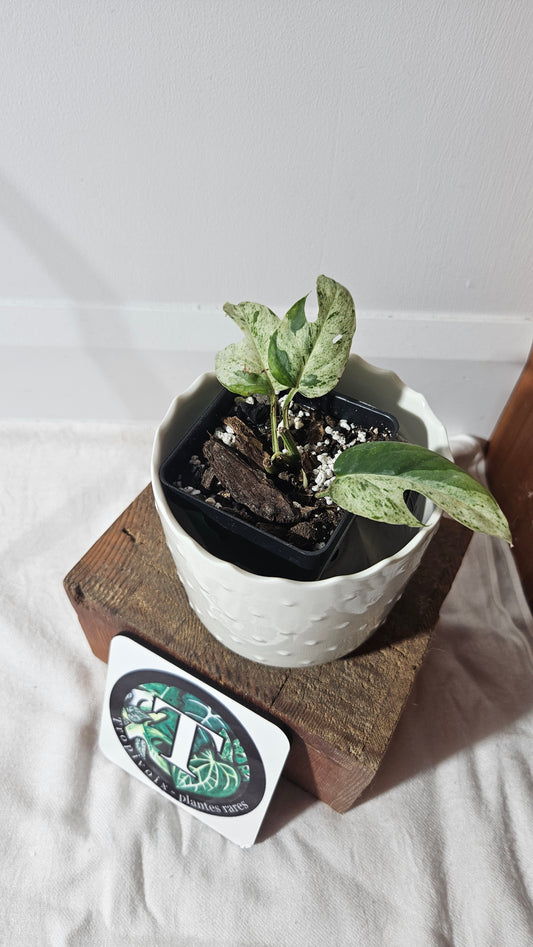 Epipremnum pinnatum Marble (EPI-211)