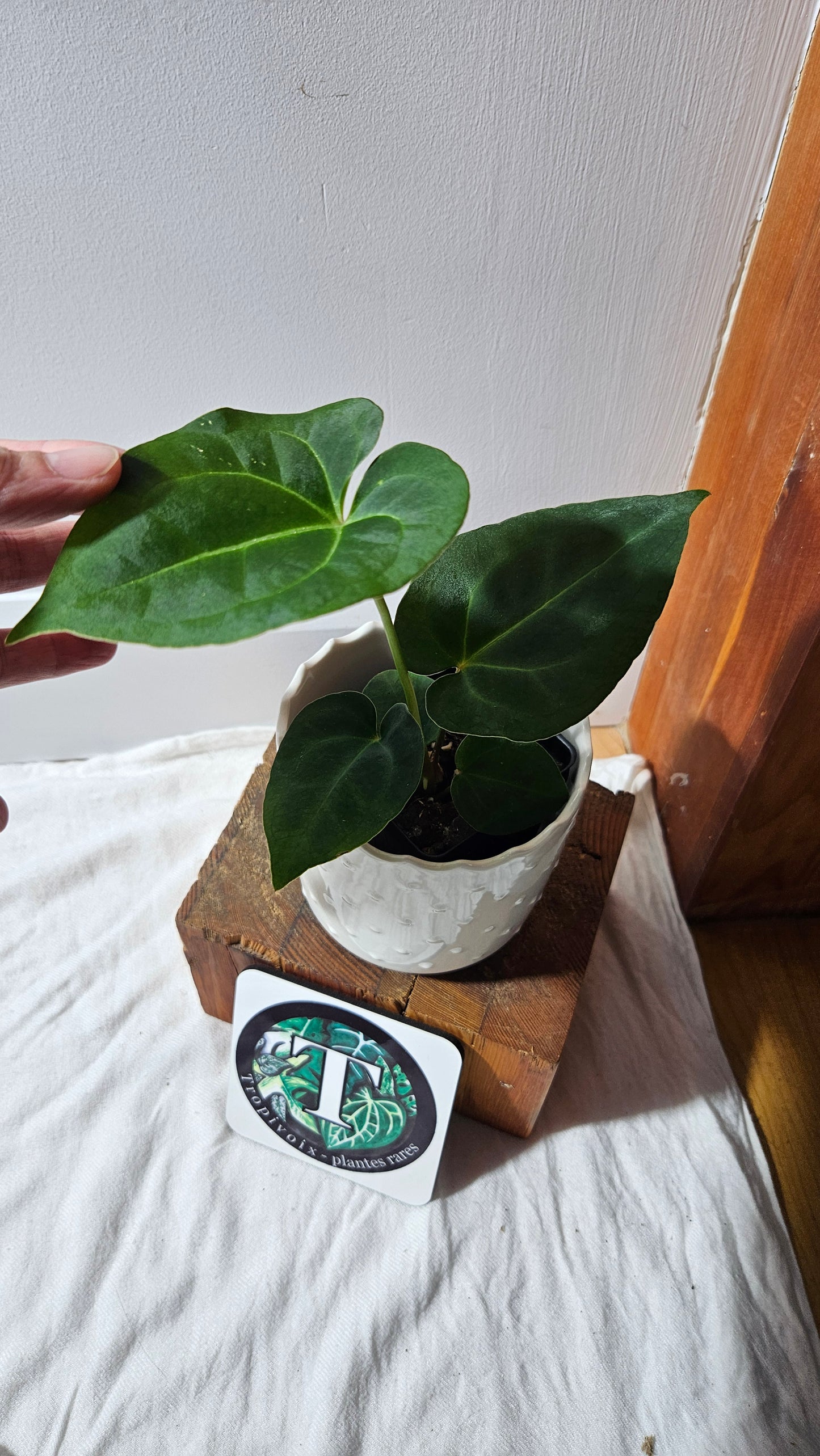 Anthurium Besseae Blue Special Aff "Format MOYEN" (ANT-614)