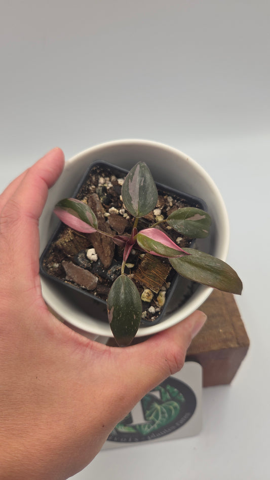 Philodendron Black Cherry (PHI-1056)