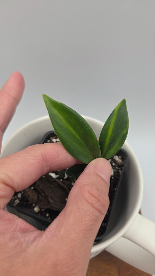 Scindapsus Coriaceus Aurea (SCI-1446)
