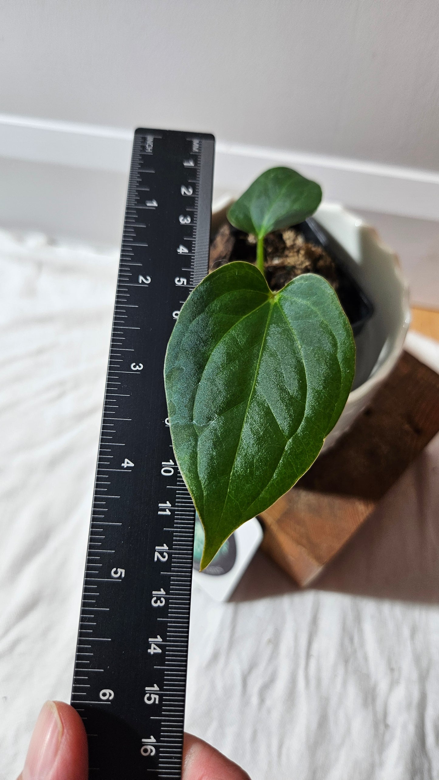 Anthurium KOS X Luxurians "format PETIT" (ANT-627)