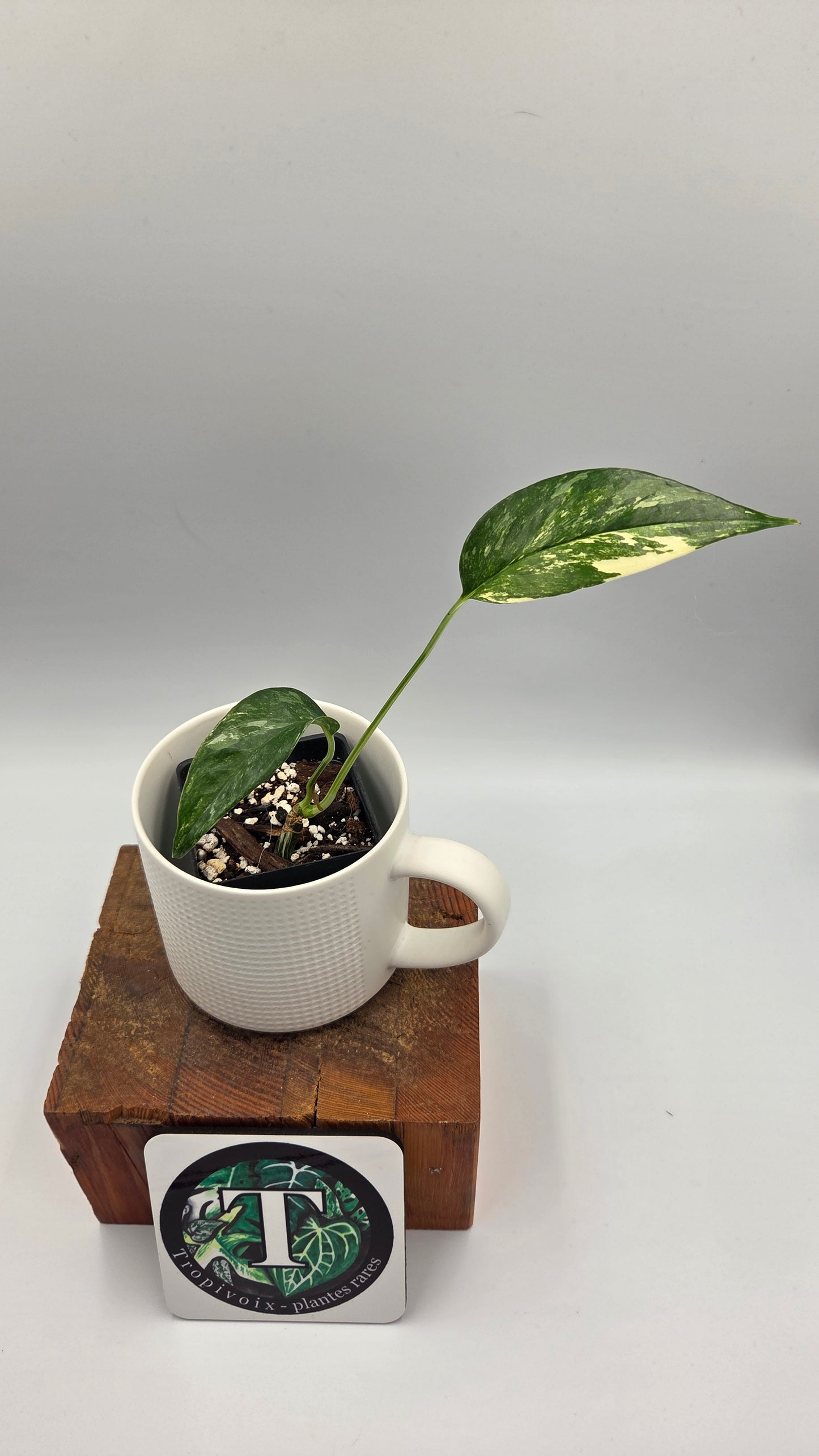 Epipremnum pinnatum Albo (EPI-241)