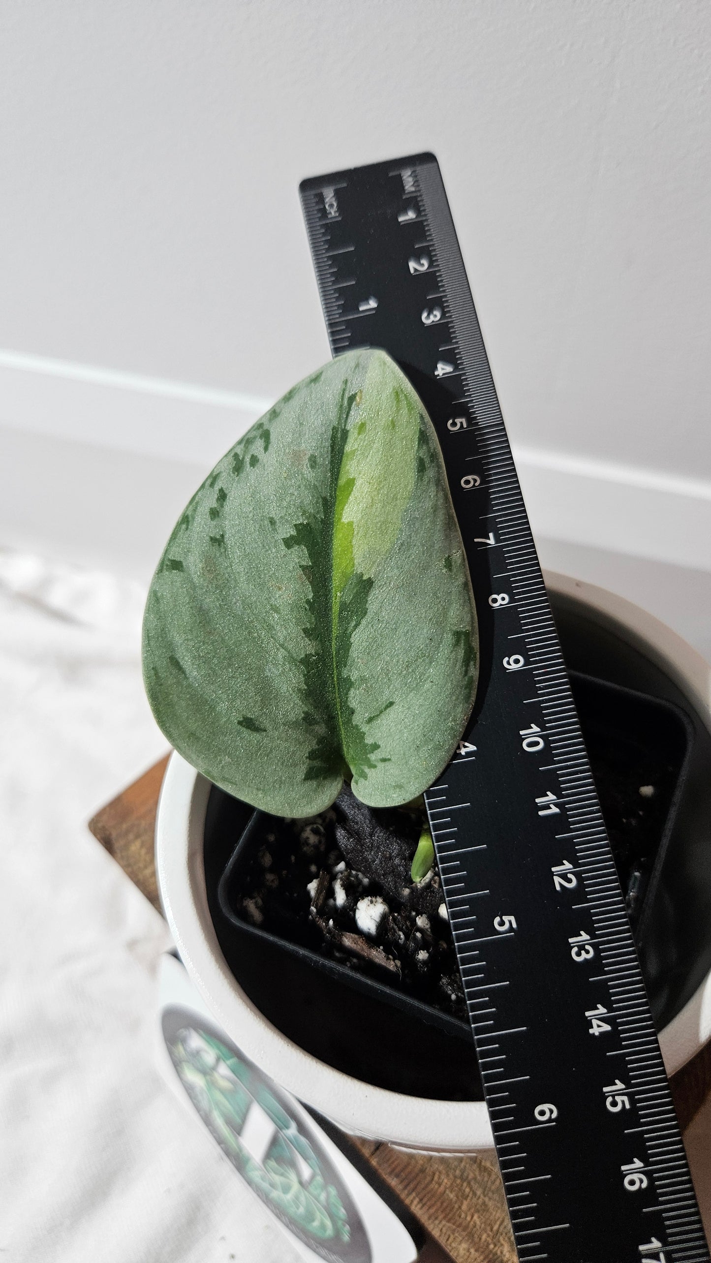 Scindapsus Yupa (SCI-1300)