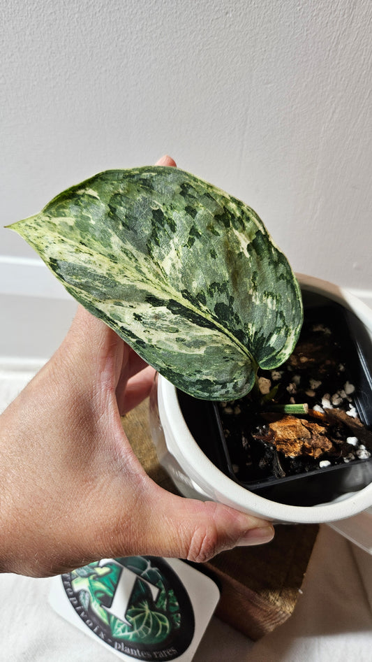 Scindapsus Peasun (SCI-1065)