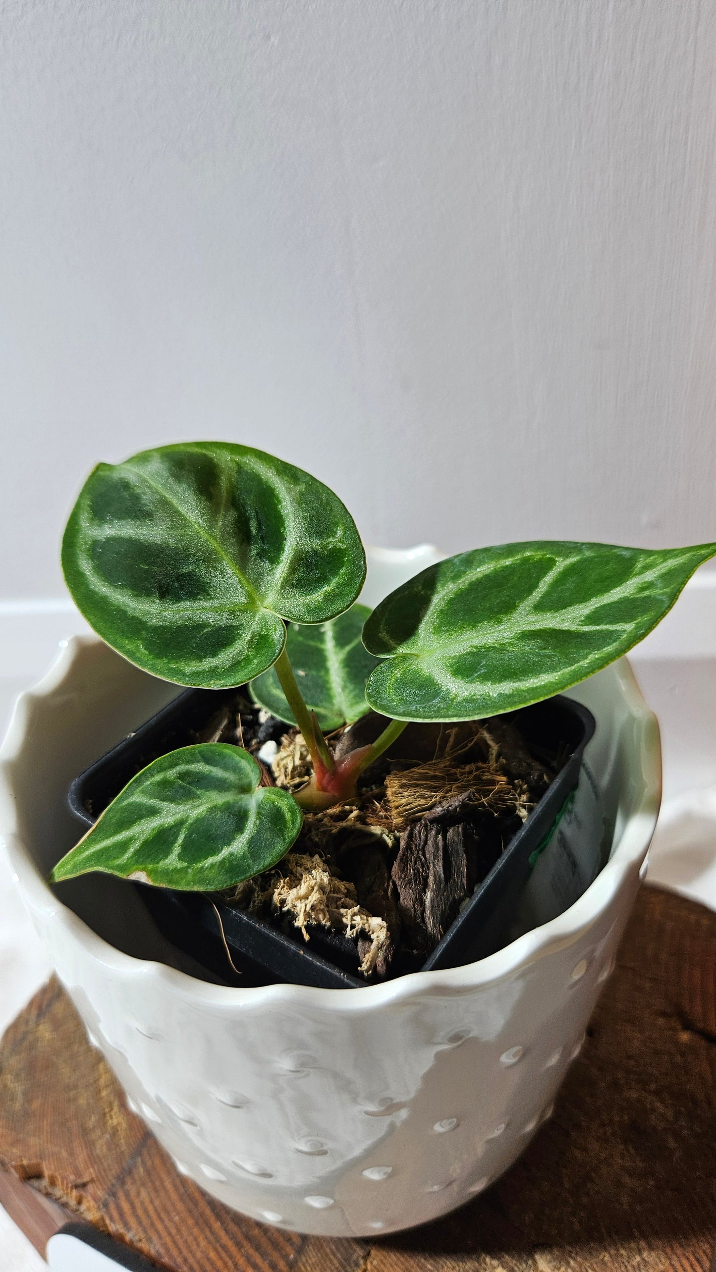 Anthurium Dorayaki Silver "format PETIT"( ANT-576)