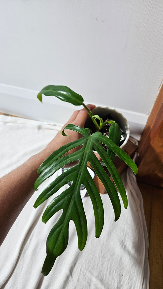 Philodendron Élégant (d'équateur)(PHI-838)