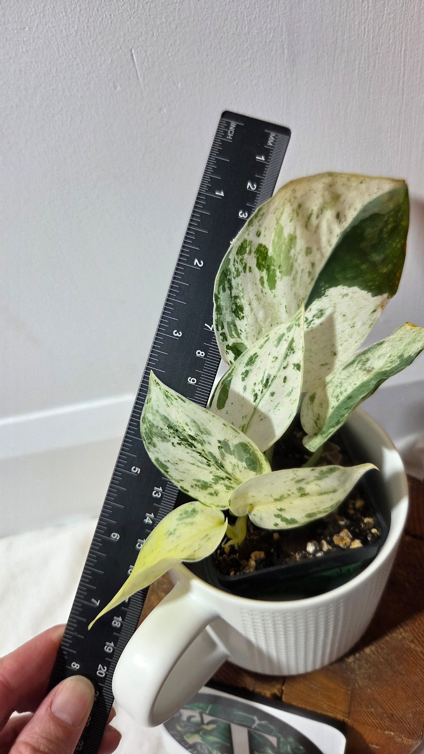 Scindapsus Silver Splash Variegata (SCI-849)