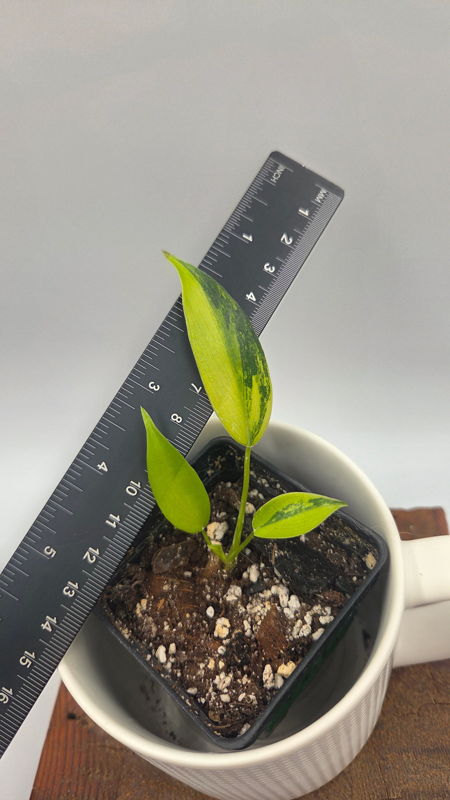 Philodendron Florida Beauty (PHI-1060)