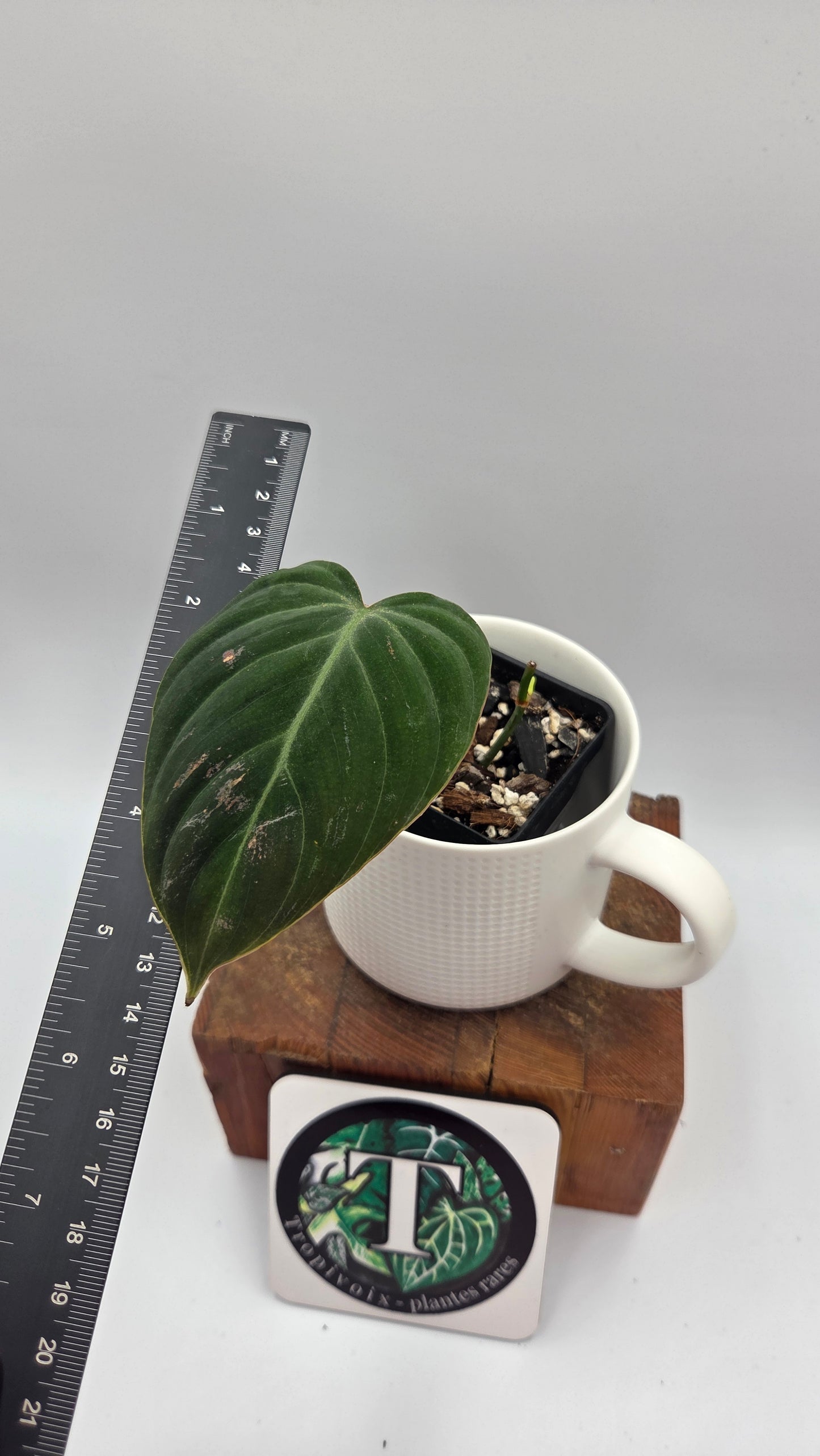 Philodendron Rubrijuvenile X Melanochrysum (PHI-888)