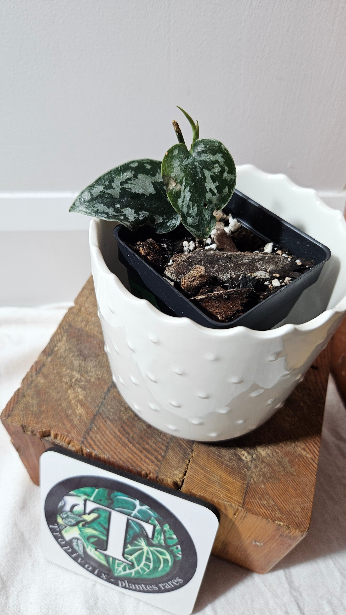 Scindapsus Black Exotica (SCI-1326)