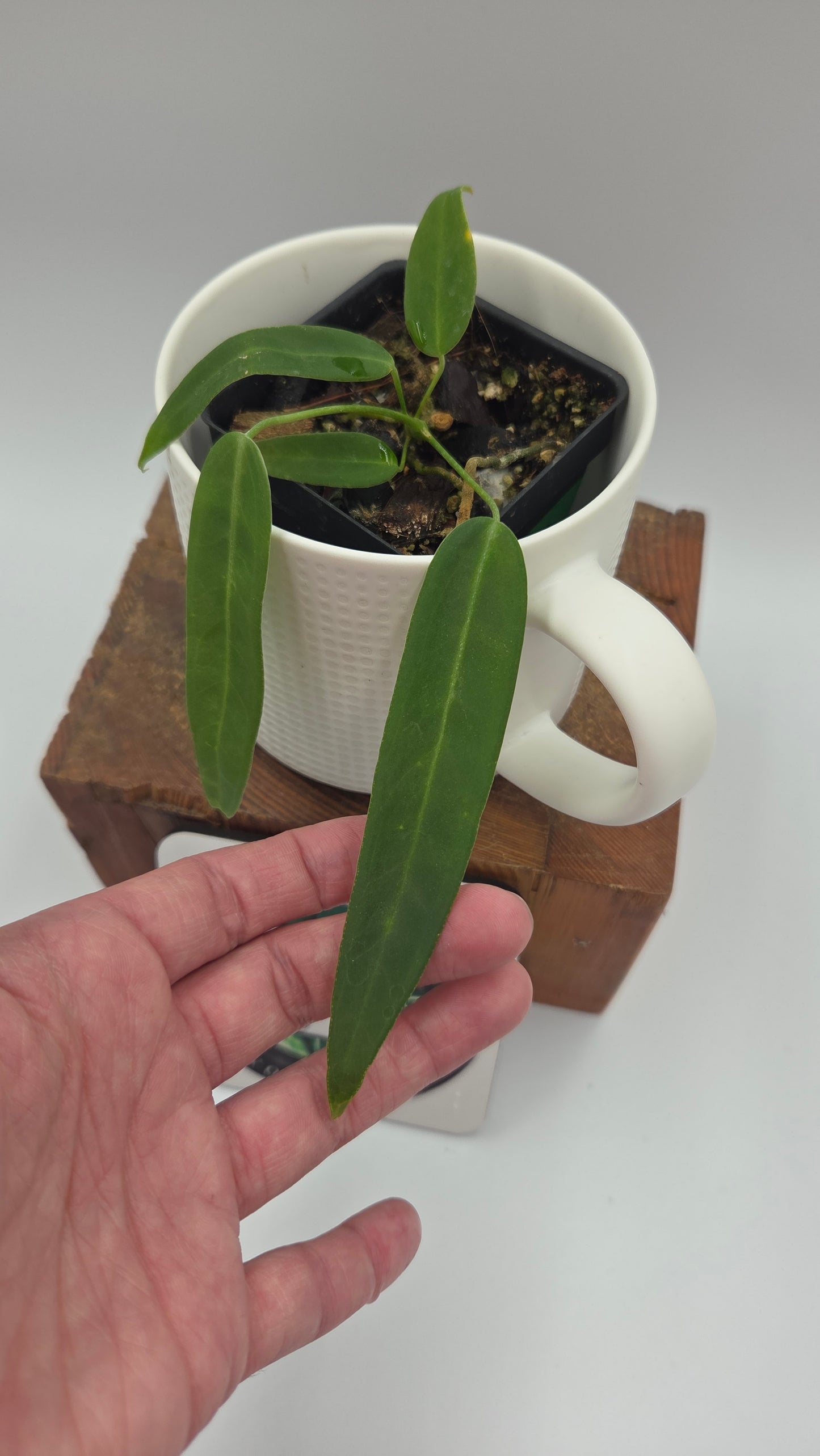 Anthurium Pallidiflorum "format PETIT"(ANT-678)