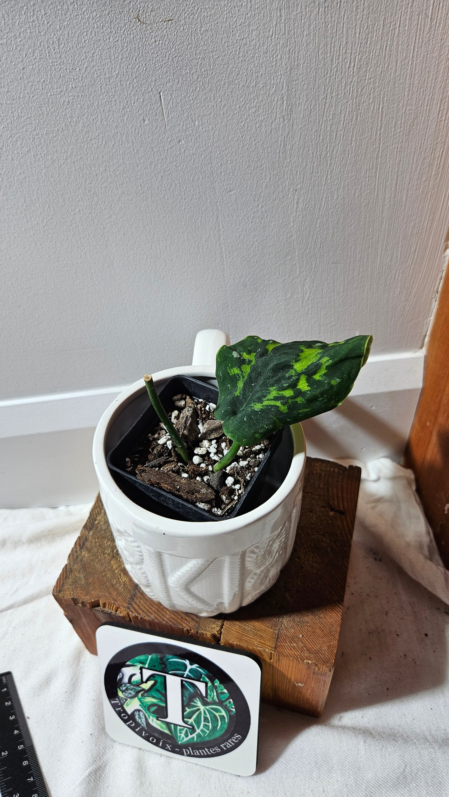 Scindapsus Macan (SCI-1268)