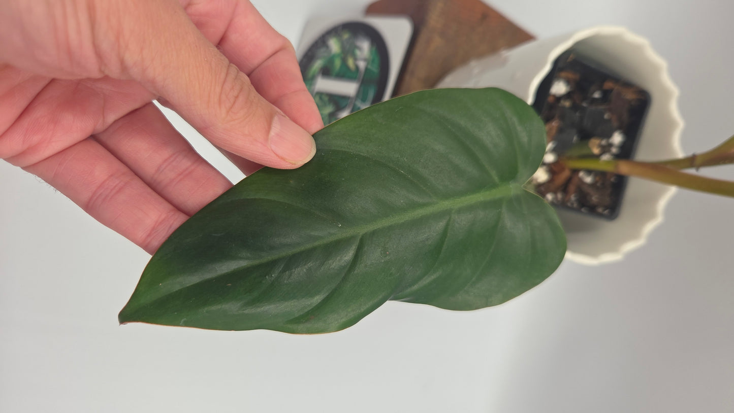 Philodendron Erubescens Chocolate (PHI-1068)
