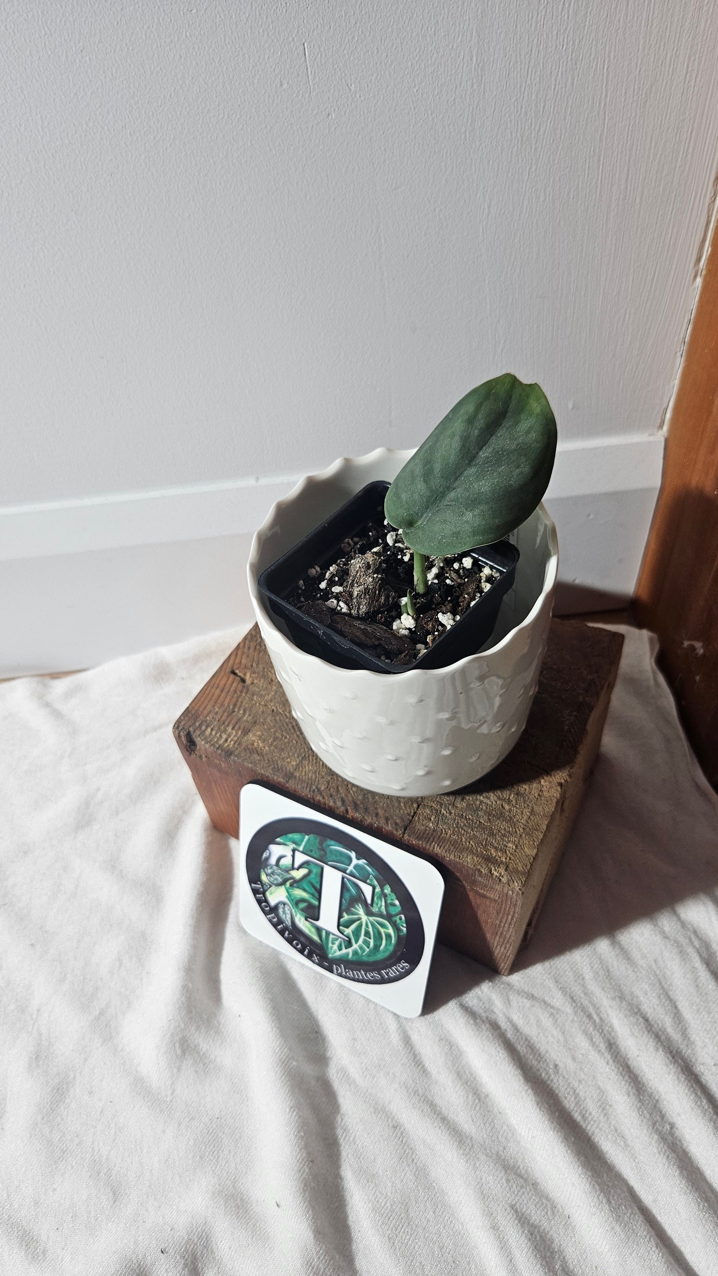 Scindapsus Dark Splash (SCI-936)