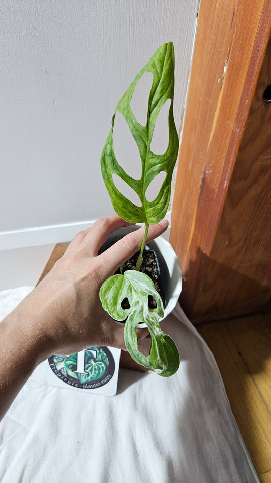 Monstera Andasonii Mint/Indo (MON-461)