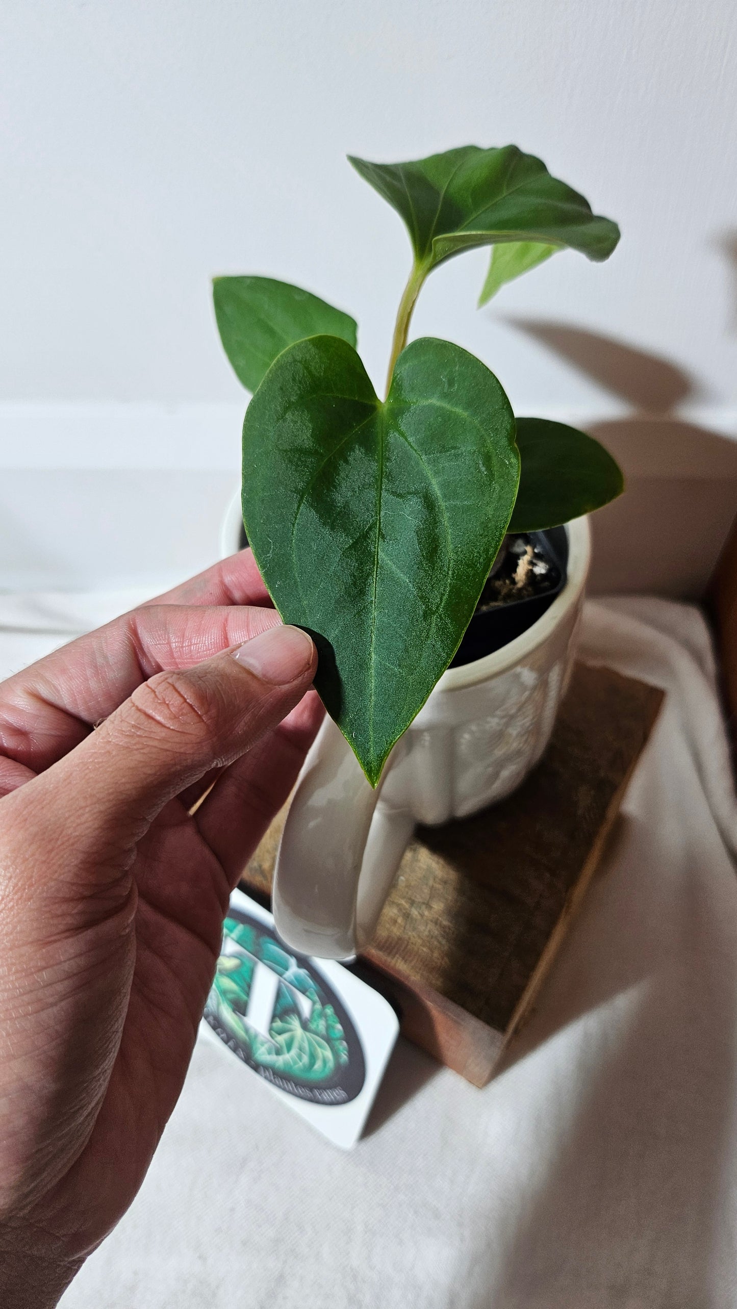 Anthurium  Tiwintza Velvet "format PETIT" (ANT-190)