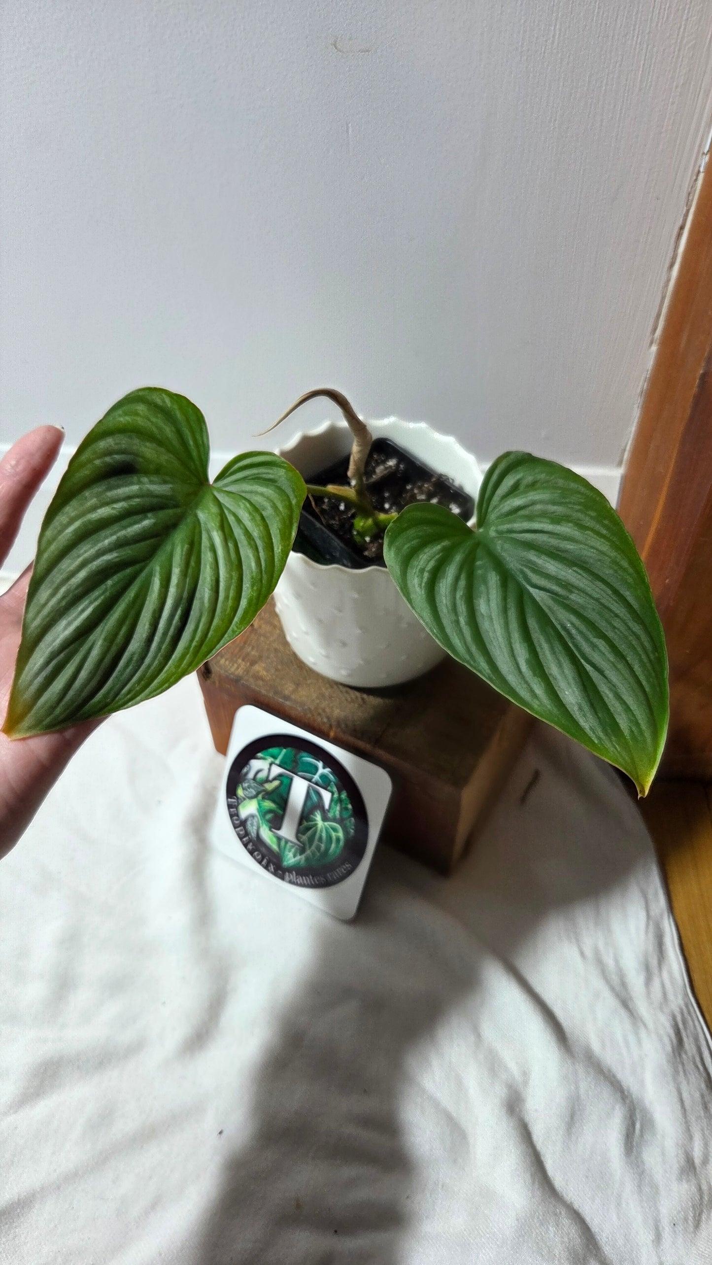 Philodendron Plowmanii "d'équateur"(PHI-990)