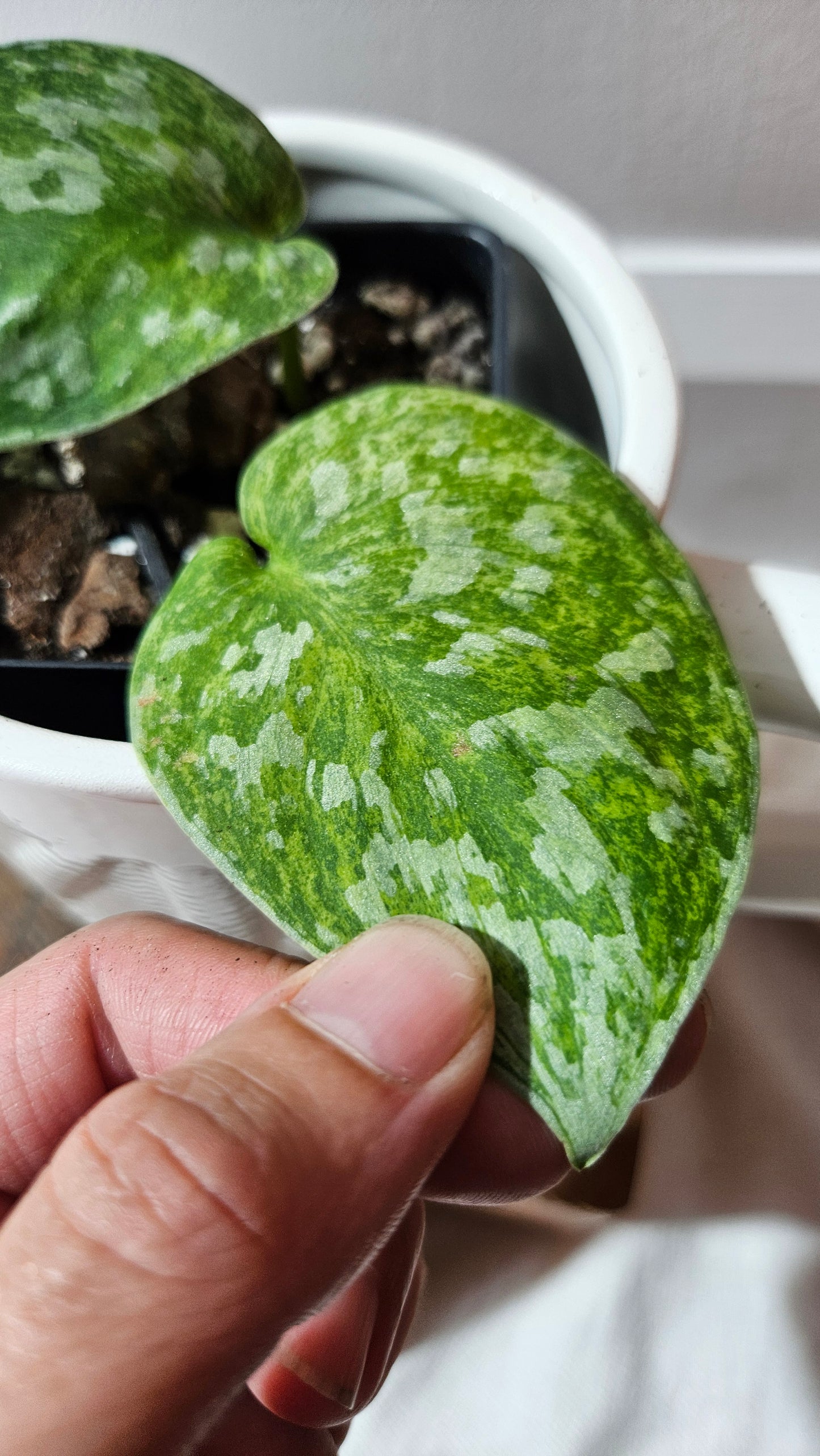 Scindapsus Exotica Pictus mint (SCI-1210)