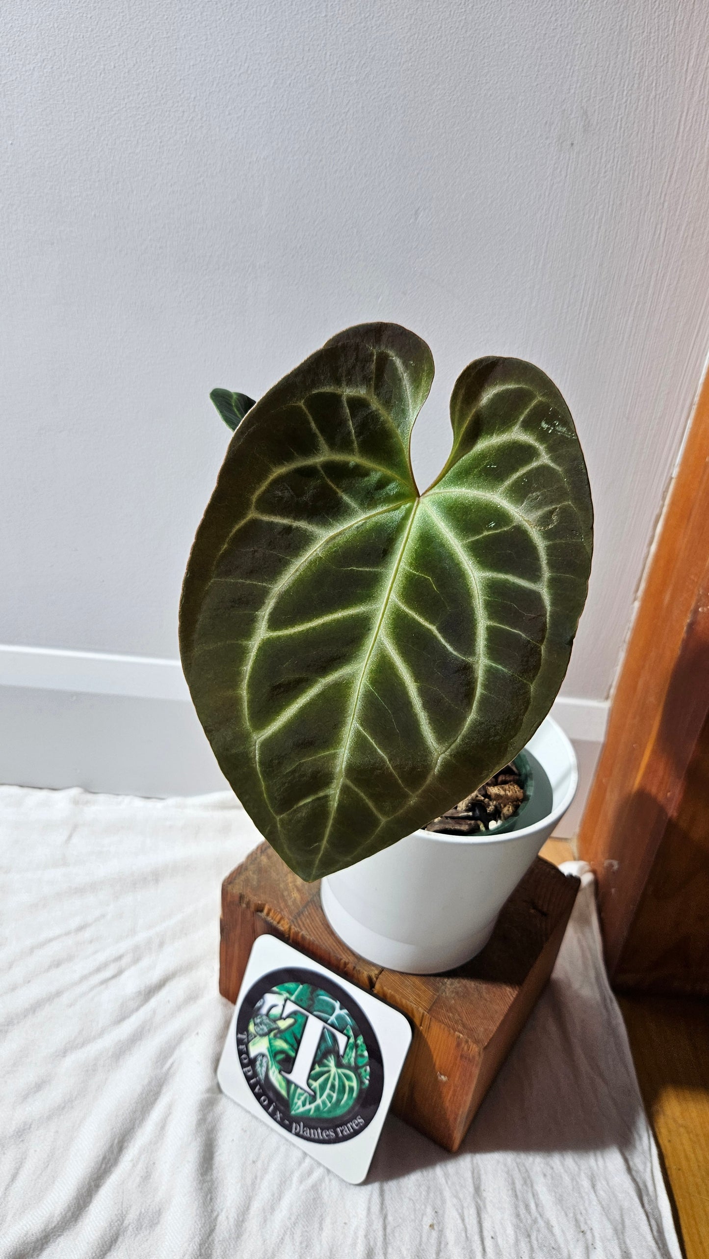 Anthurium Besseae Aff Velvet "Format MOYEN/LARGE" (ANT-295)