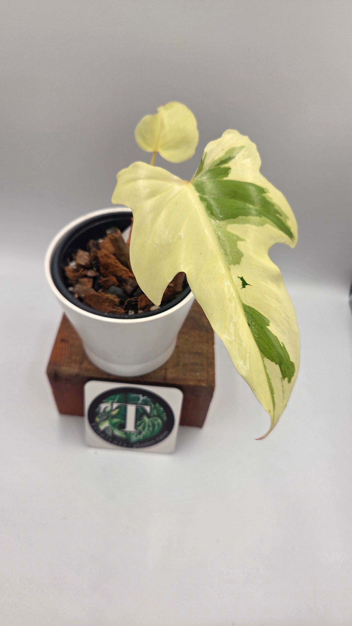 Philodendron Golden Dragon Variegata (PHI-1086)