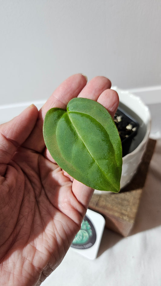 Anthurium Papillilaminum Xone Hybrid "format PETIT" (ANT-520)