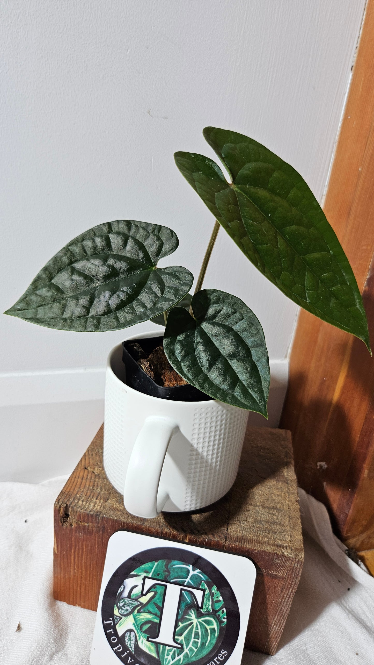 Anthurium Magnificum X AOS X Luxurians "format MOYEN" (ANT-636)