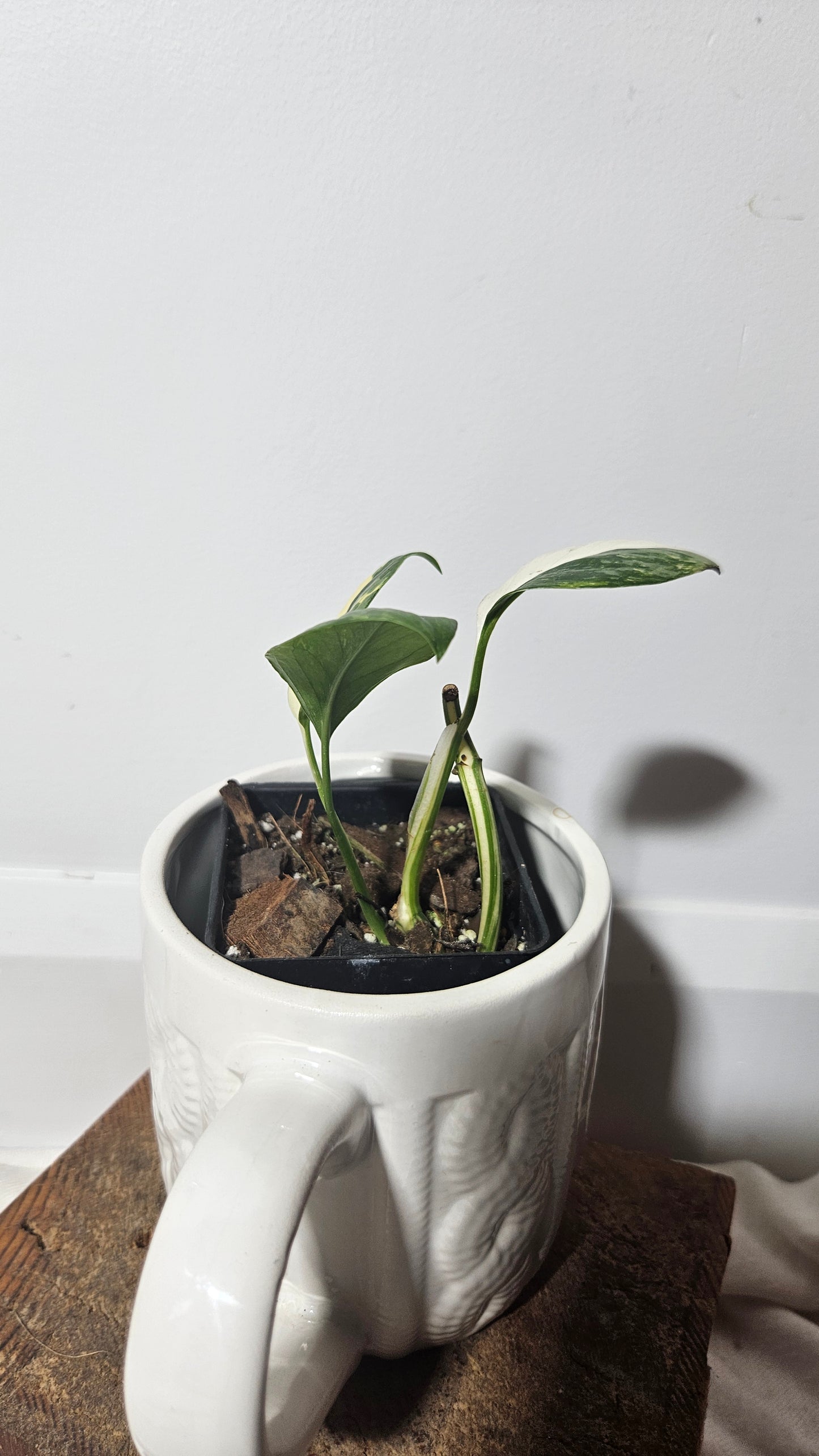 Monstera Lechleriana Albo (MON-250)