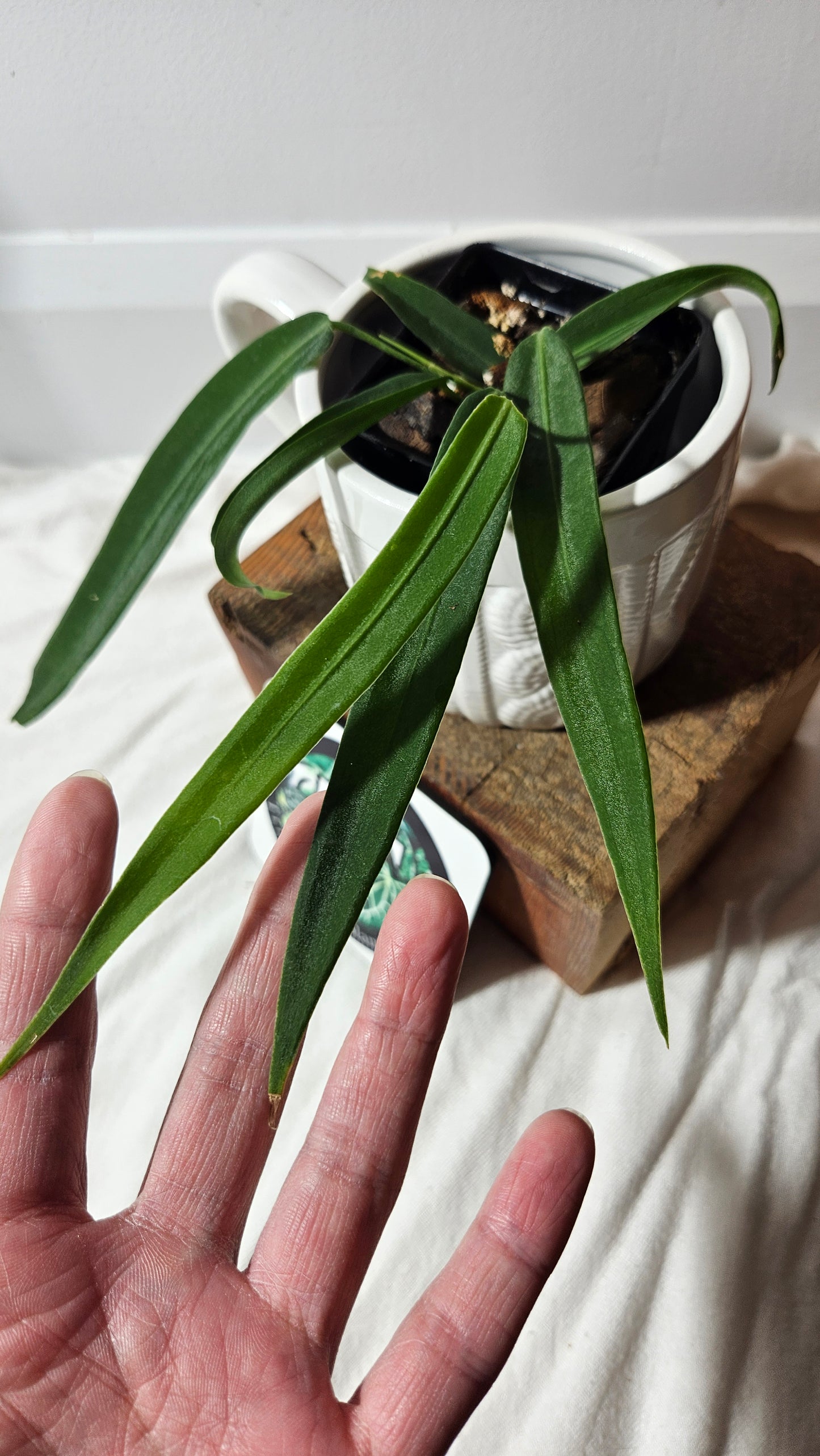 Anthurium Pallidiflorum "format MOYEN"(ANT-194)