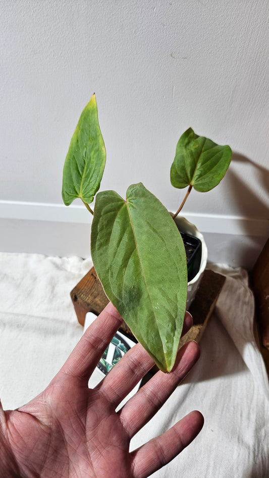Anthurium  Kunayalense Narrow "format MOYEN" (ANT-456)