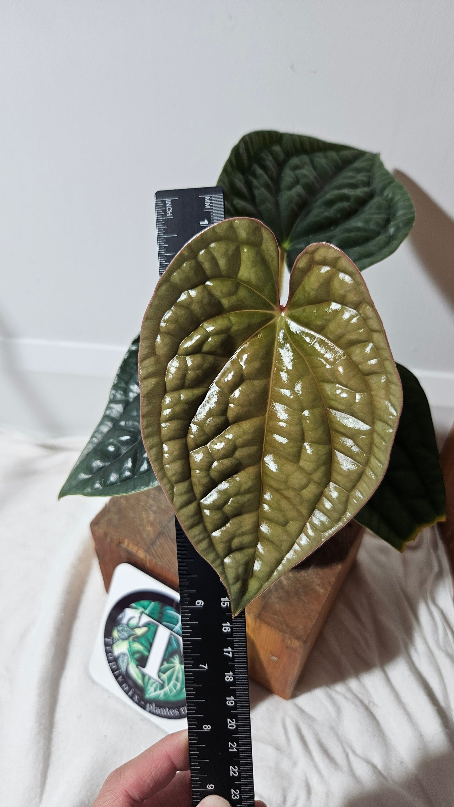 Anthurium Luxurian Platinum "format MOYEN" (ANT-169)