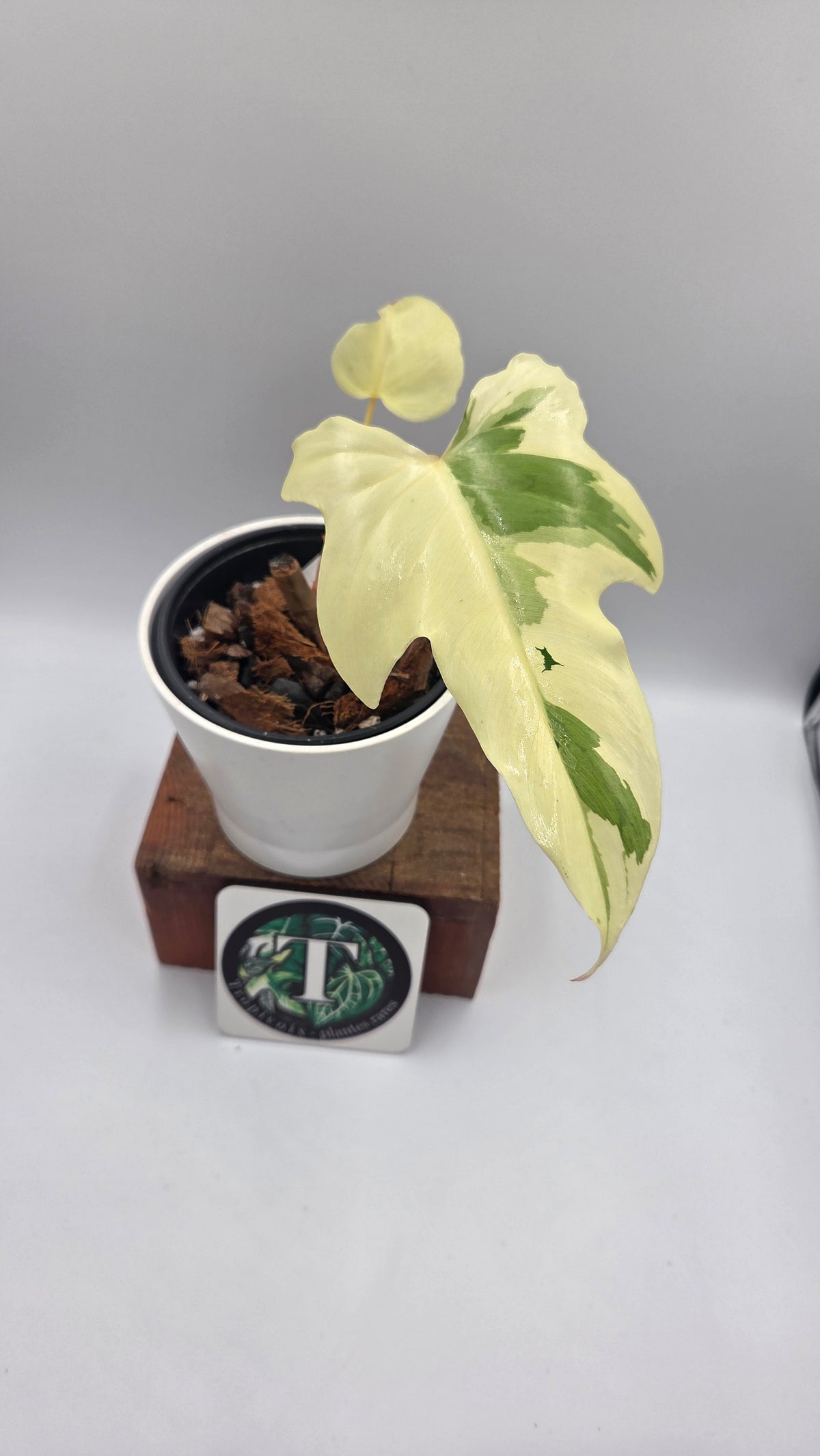 Philodendron Golden Dragon Variegata (PHI-1086)