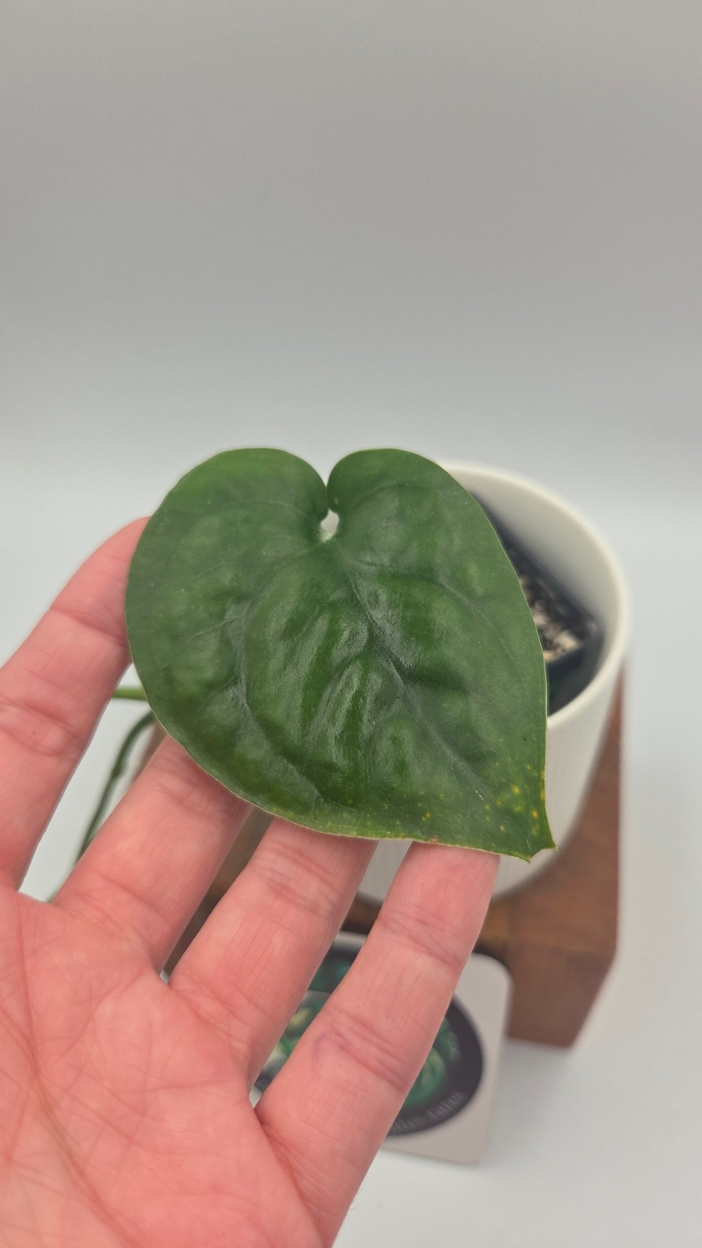 Scindapsus Lucens (SCI-1504)