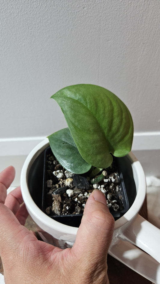 Scindapsus Dark Splash (SCI-1204)