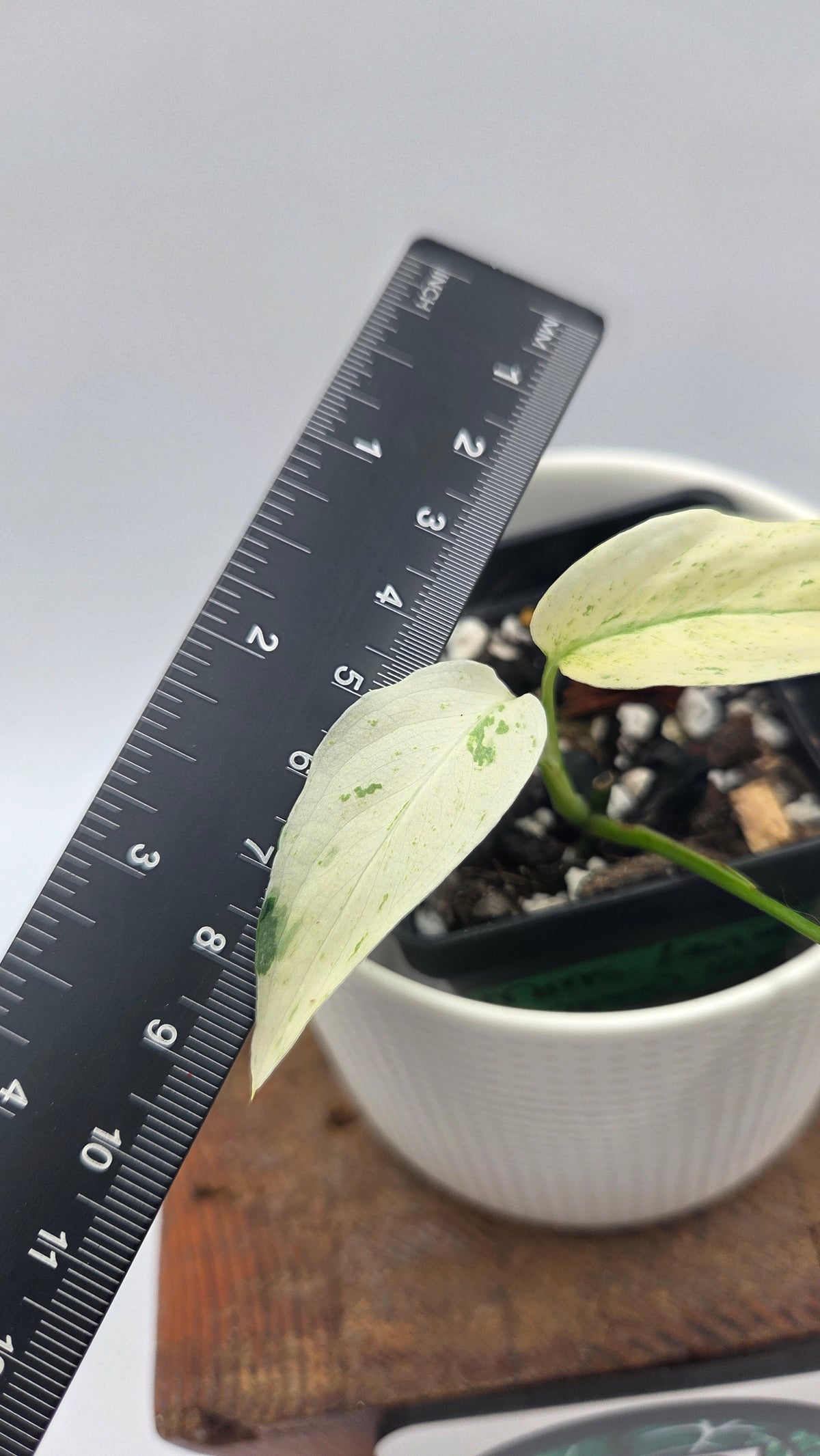 Monstera Laniata Mint (MON-577)
