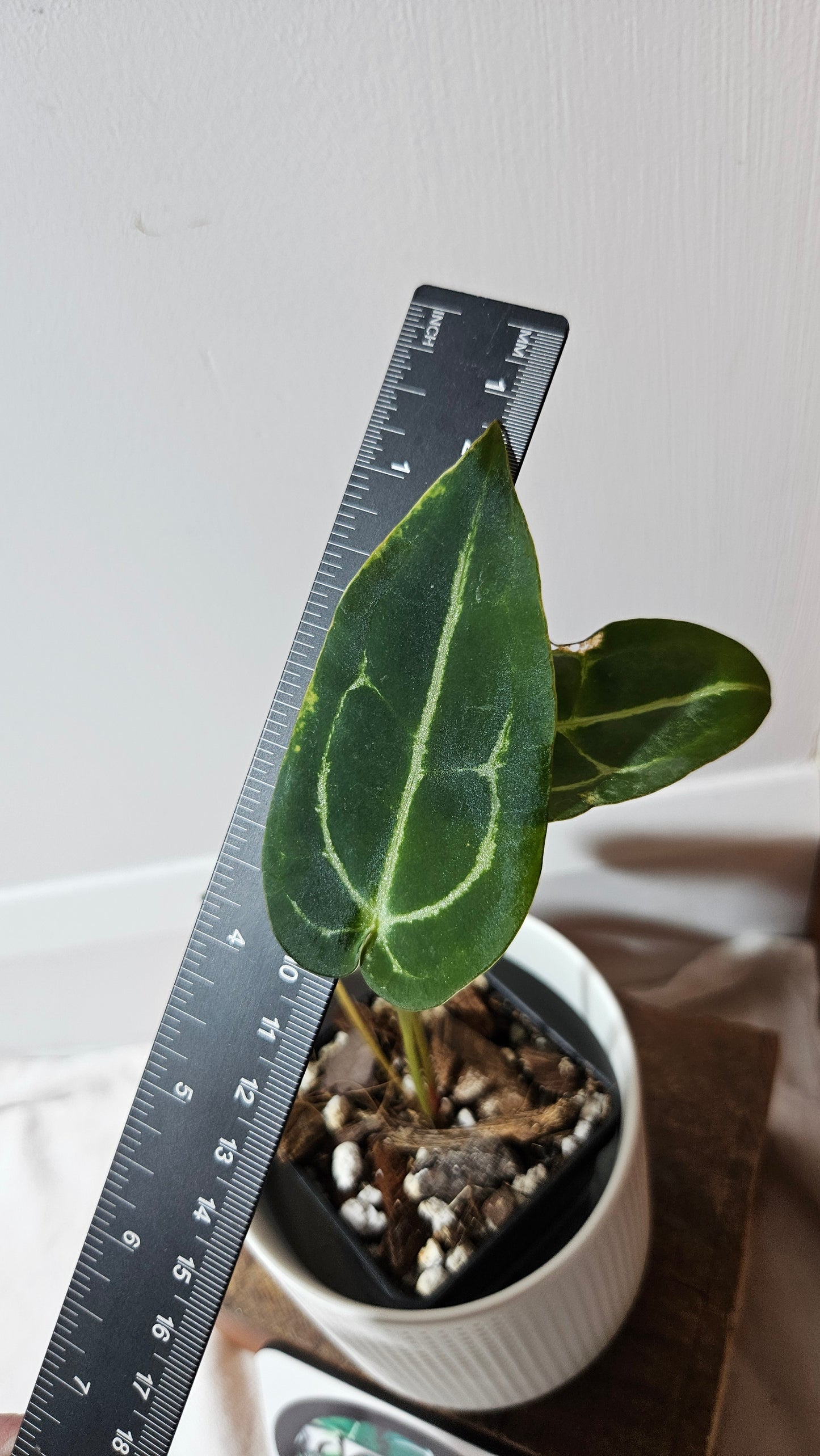 Anthurium Forgetii X Carlablackiae "format PETIT" (ANT-633)