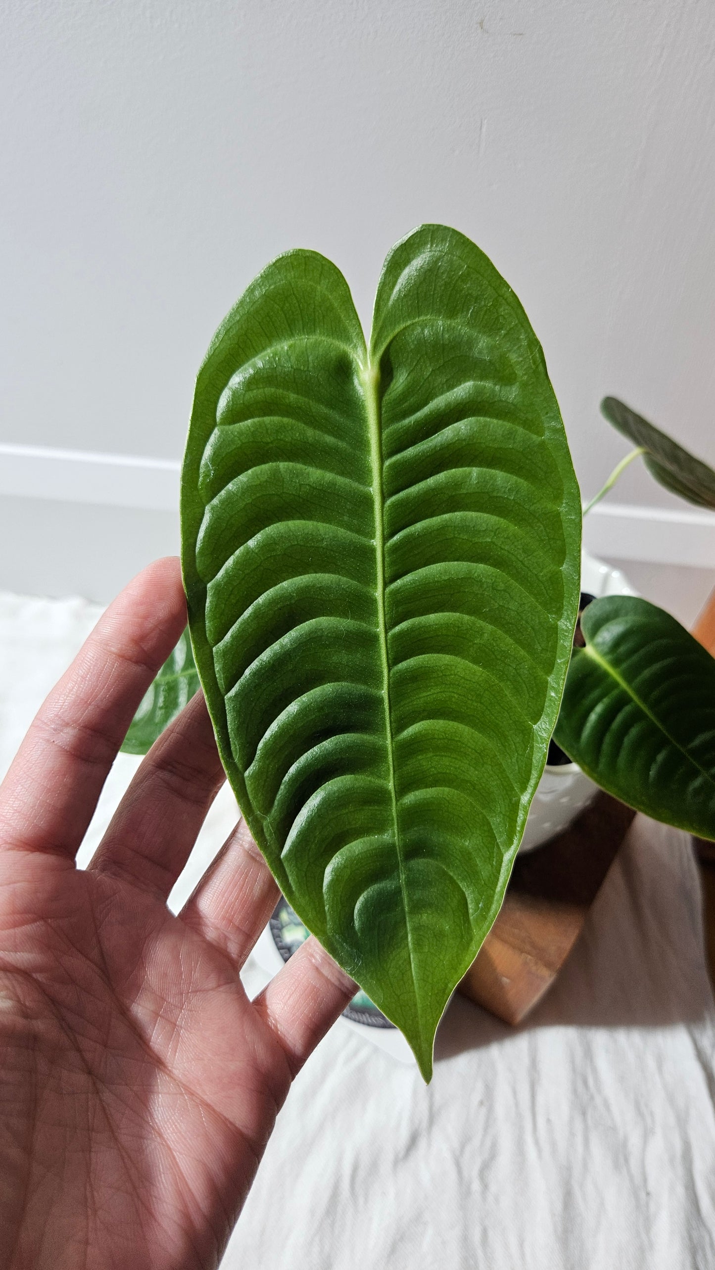 Anthurium Veitchii Narrow "format MOYEN" (ANT-606)