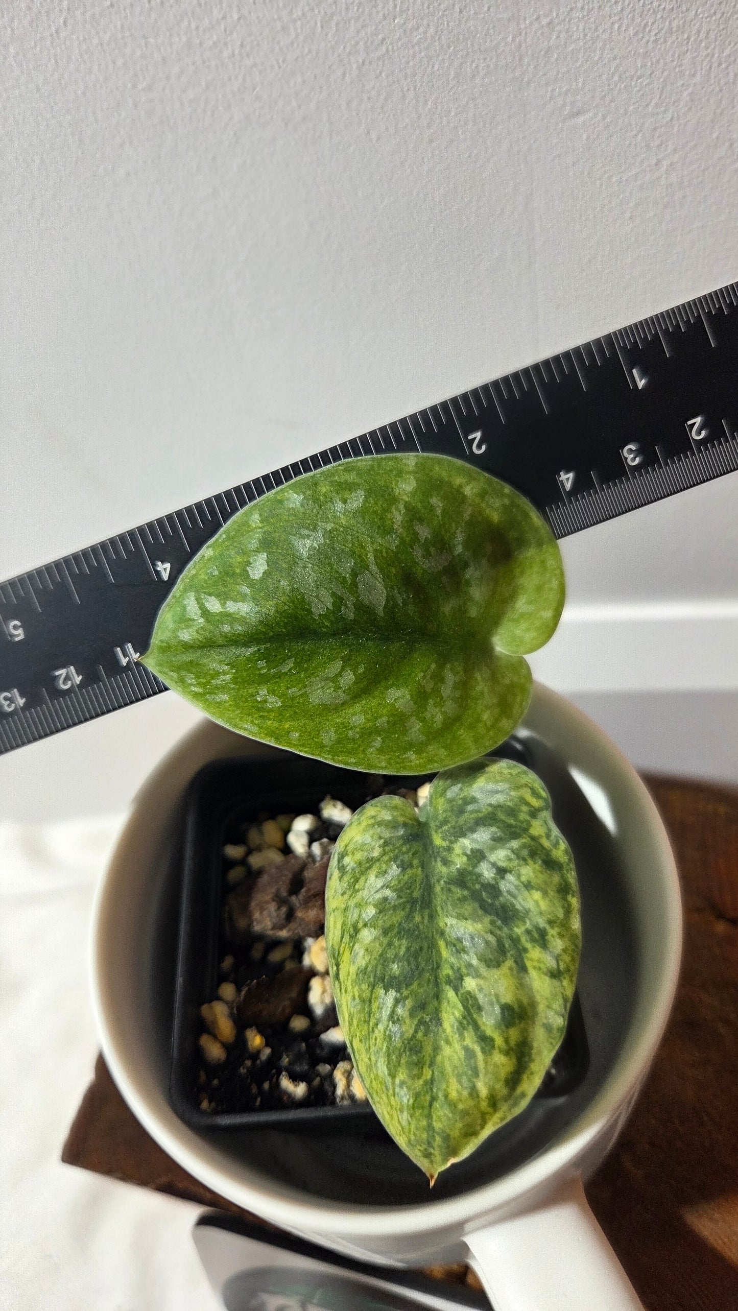 Scindapsus Bahorok  (SCI-1389)