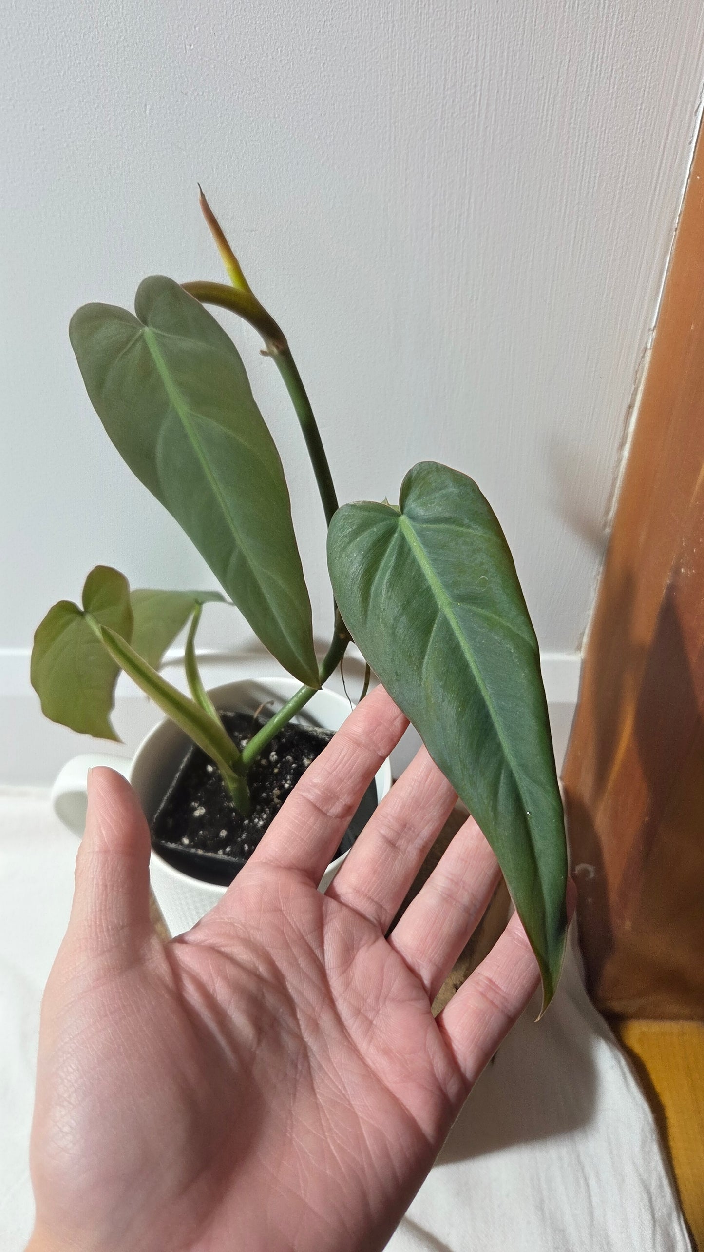 Philodendron Maximum (PHI-982)
