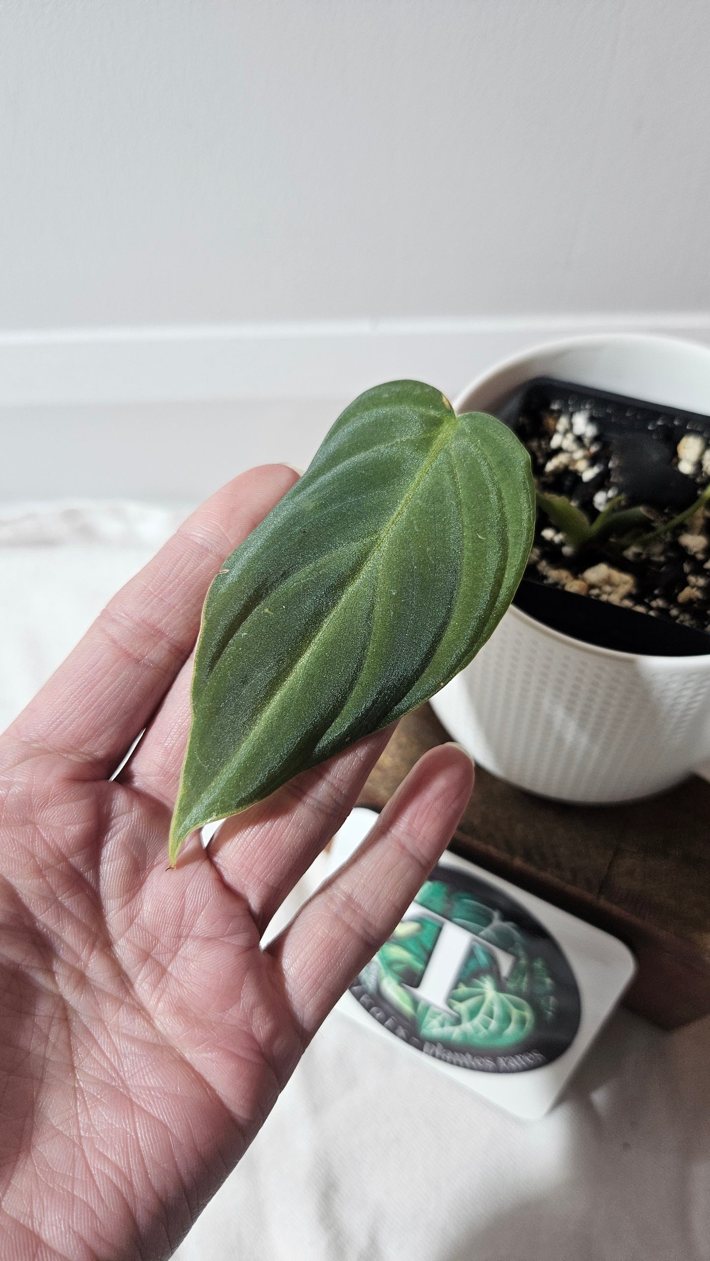 Philodendron Glorious (PHI-637)