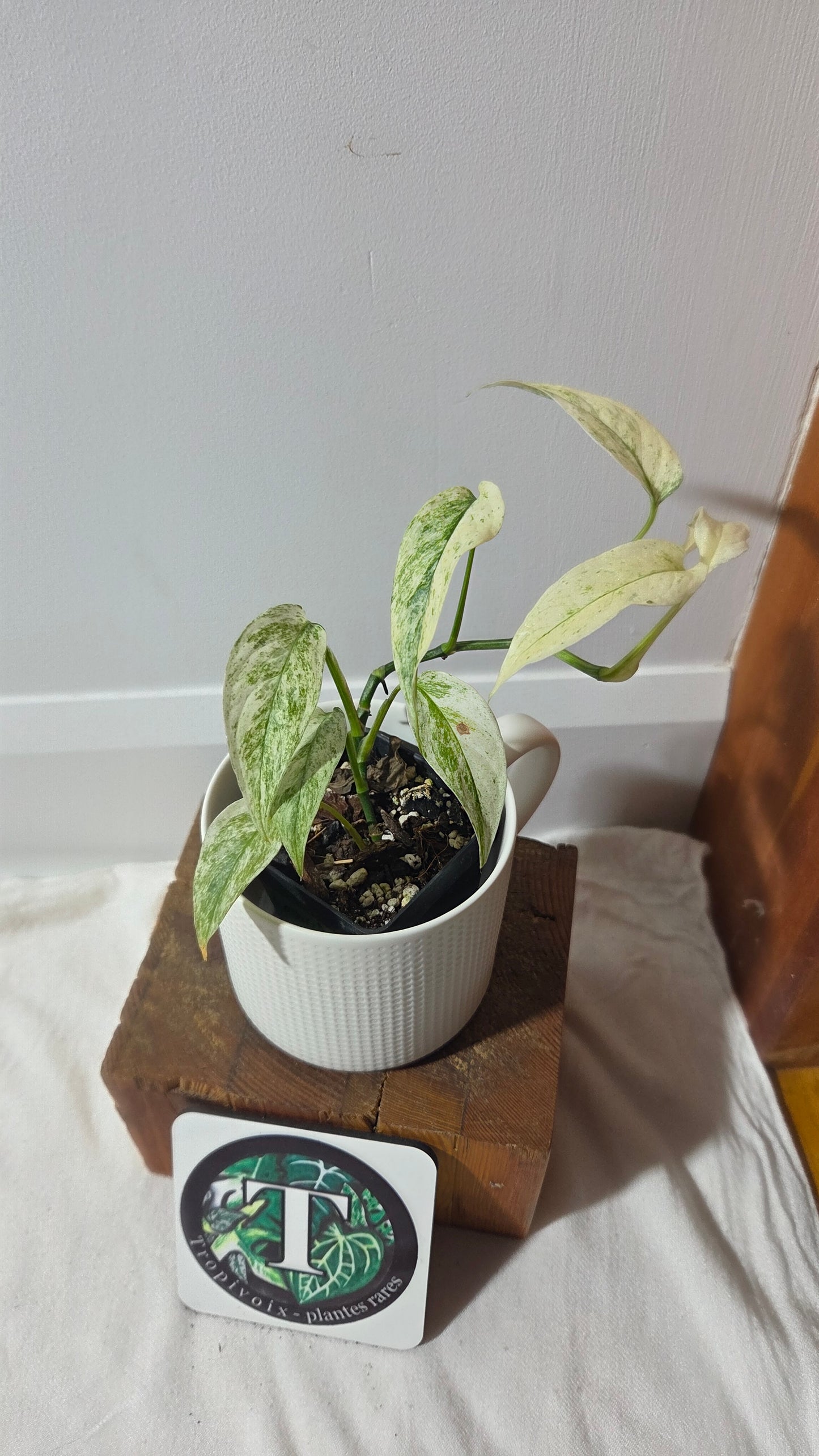 Monstera Laniata Mint (MON-393)